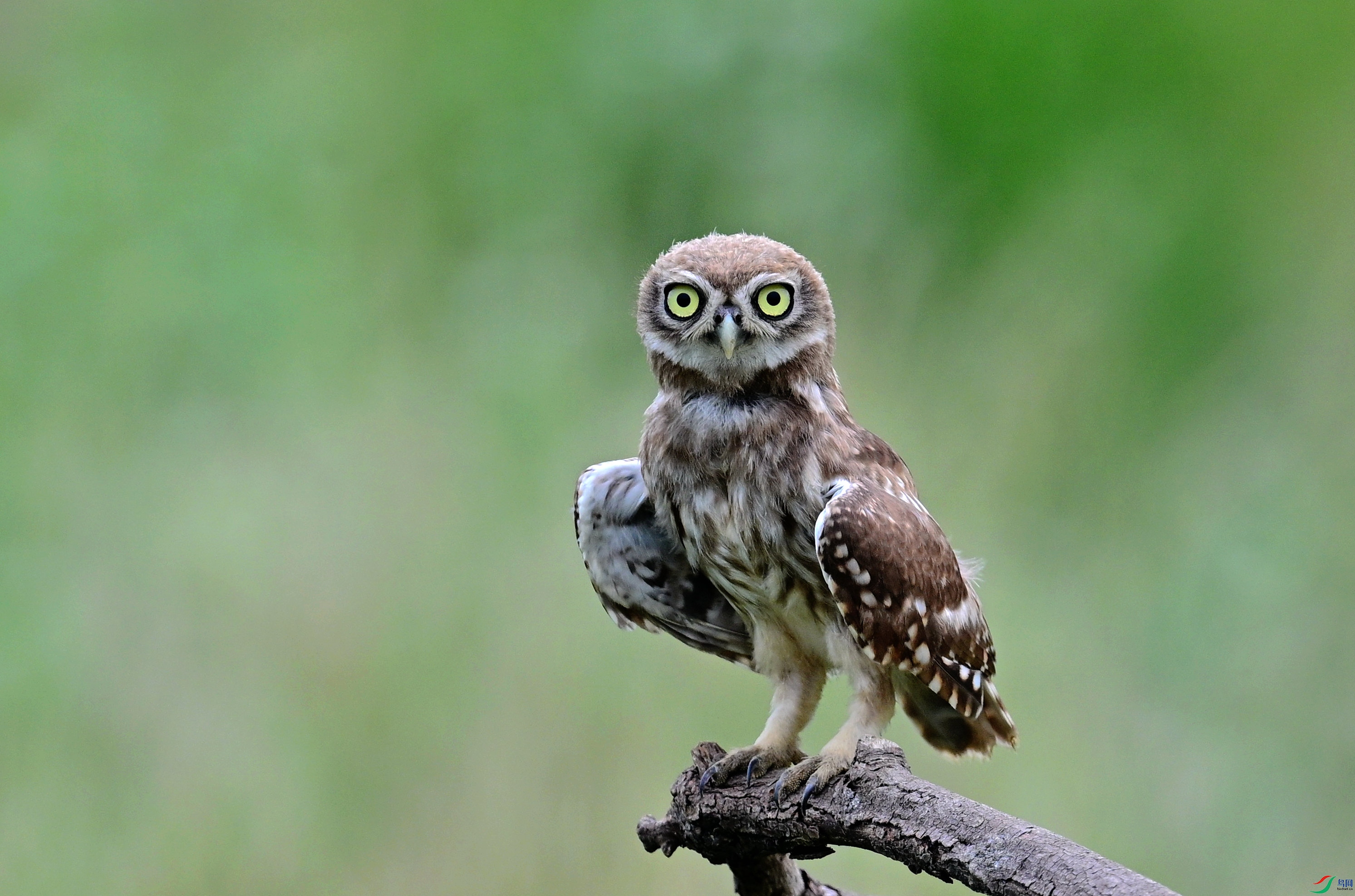 DSC_4295_����.jpg