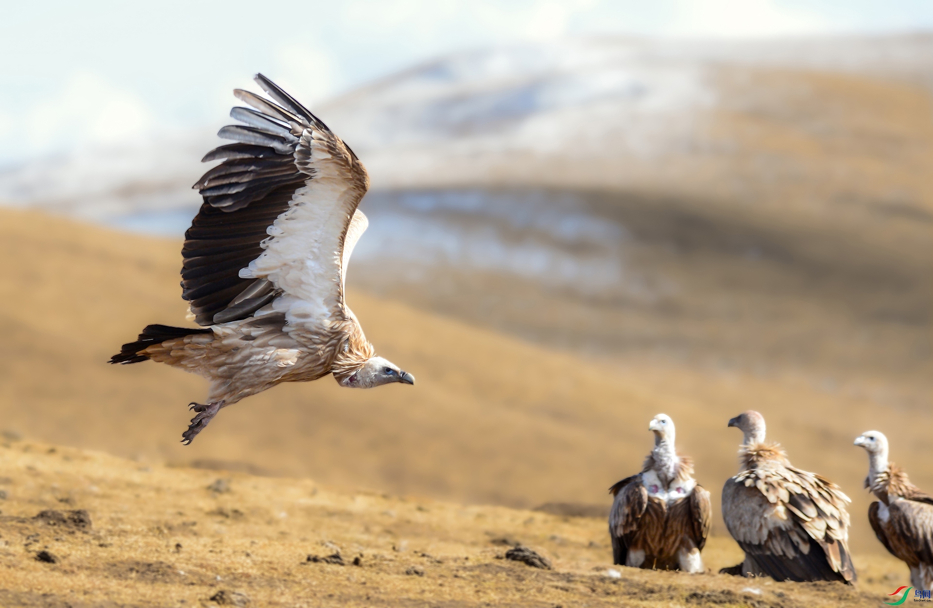 DSC_6635-gigapixel-standard-v2-2x-1.jpg