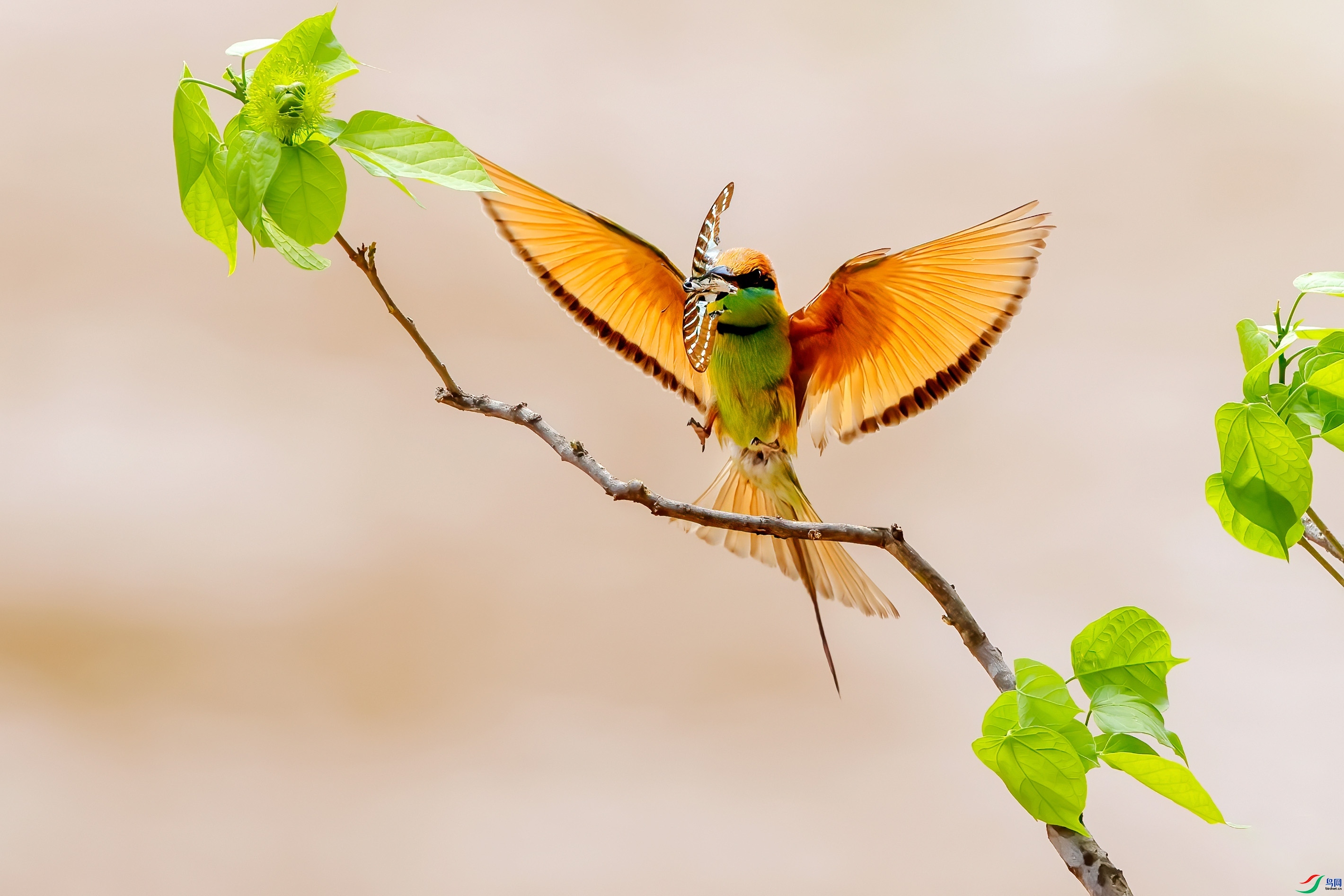 8.1 �ɵ���ʦ��Ʒ  �̺��仢  �ٻ�2024��8��1����Ӱʦ��ҳ����.jpg