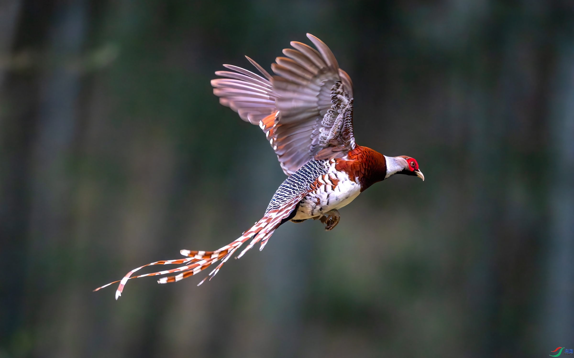 8.1 �����ʦ��Ʒ  �׾���β��  �ٻ�2024��8��1����Ӱʦ��ҳ����.jpg