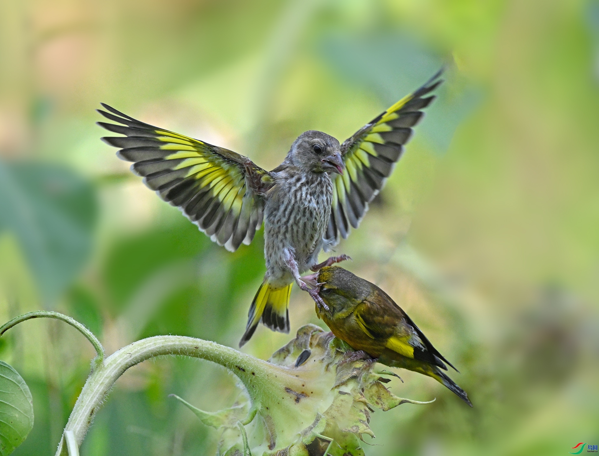 8.1 �����ʦ��Ʒ  �ȸ���  �ٻ�2024��8��1�ջ�Ա��ҳ����.jpg