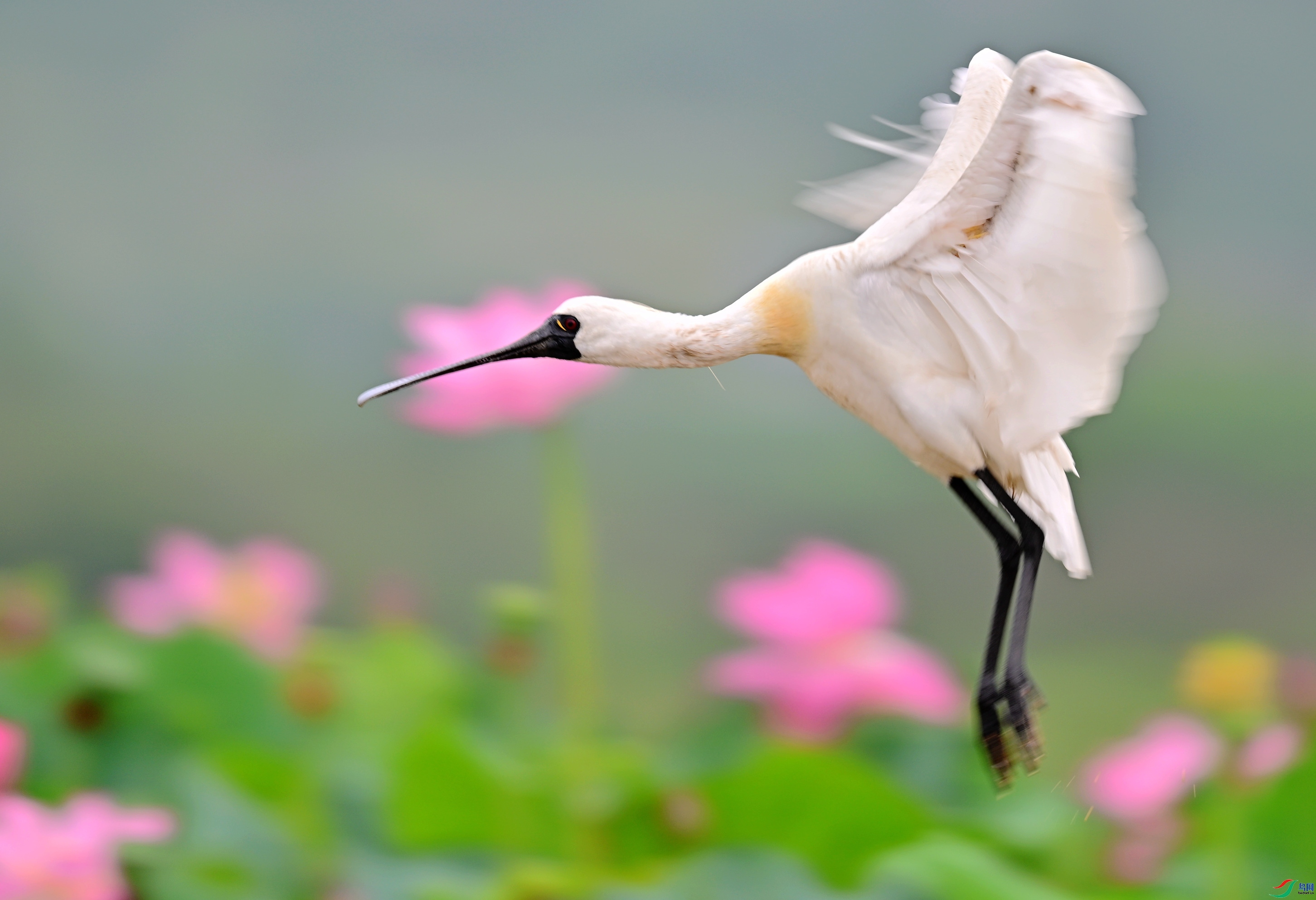 8.1 ����ʰͼ��ʦ��Ʒ  ��������  �ٻ�2024��8��1�ջ�Ա��ҳ����.jpg