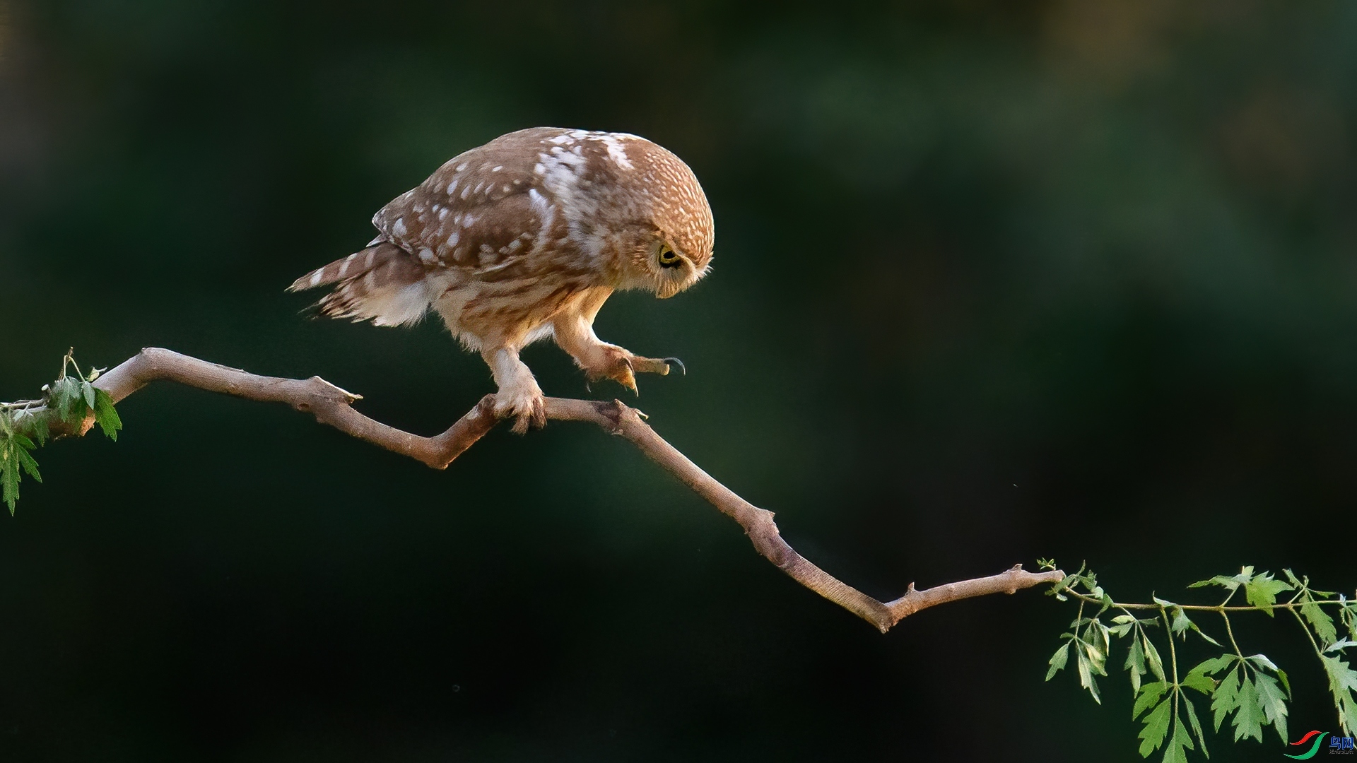 8.1 ����¥̨��ʦ��Ʒ  Сȩ̀צ  �ٻ�2024��8��1��������ҳ����.jpg