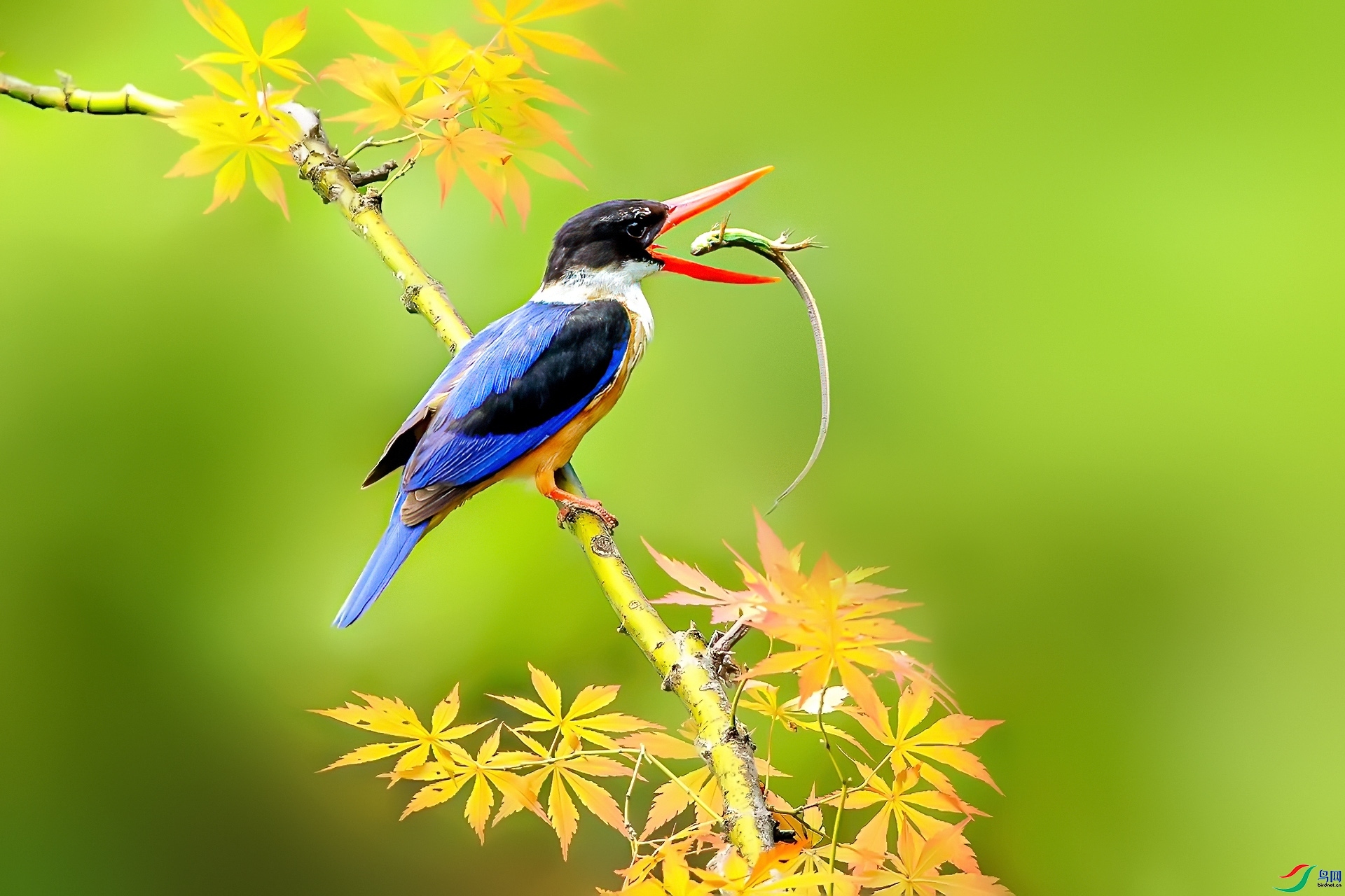 8.2 �ɵ���ʦ��Ʒ  �����  �ٻ�2024��8��2����Ӱʦ��ҳ����.jpg