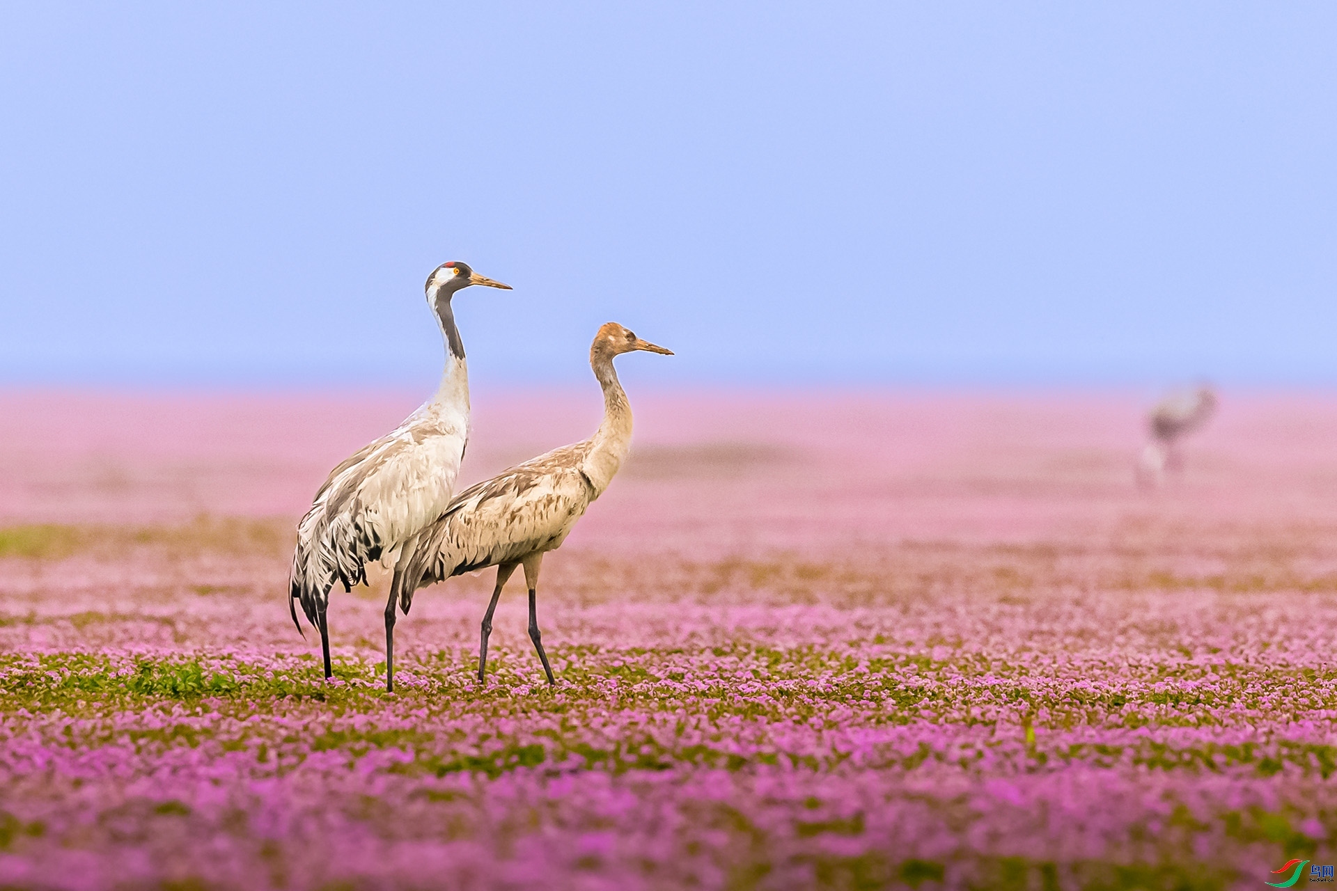 8.2 ����a��ʦ��Ʒ  ����  �ٻ�2024��8��2�ջ�Ա��ҳ����.jpg