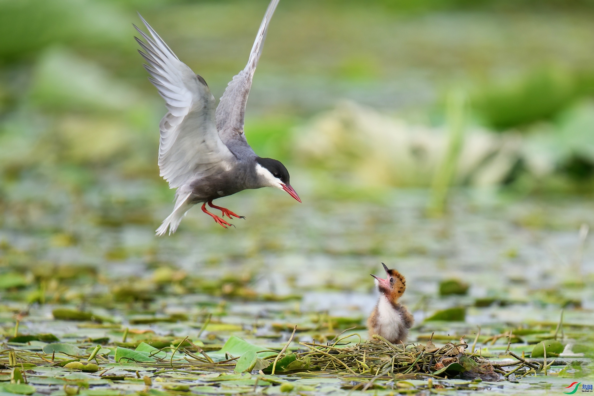 8.2 ����¥̨��ʦ��Ʒ  �븡Ÿĸ�� �ٻ�2024��8��2��������ҳ����.jpg