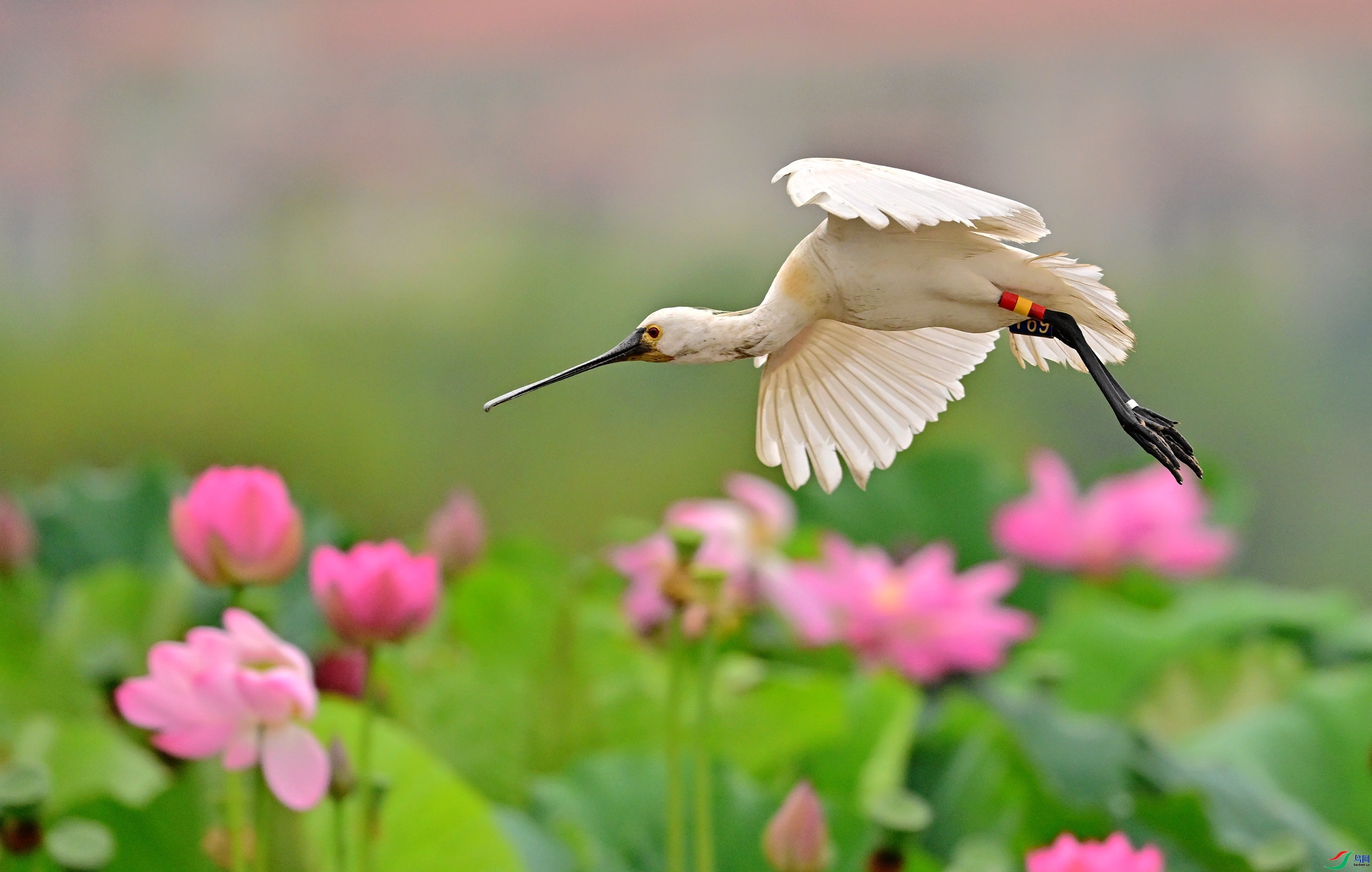 8.3 ����ʰͼ��ʦ��Ʒ  �ӹ�  �ٻ�2024��8��3�ջ�Ա��ҳ����.jpg