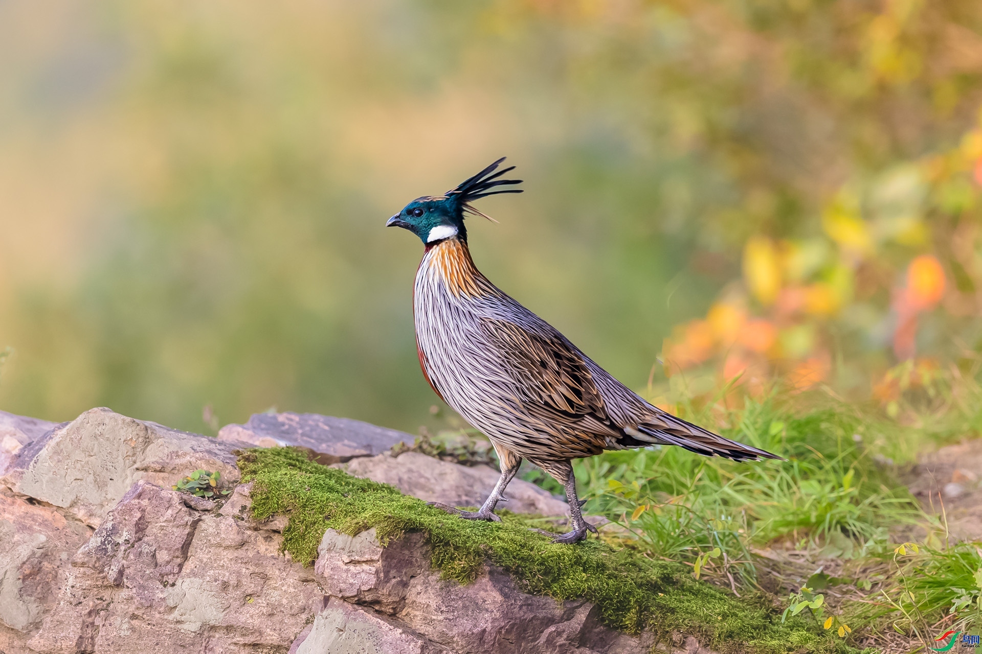 8.3 ����a��ʦ��Ʒ  ��̨����  �ٻ�2024��8��3�ջ�Ա��ҳ����.jpg