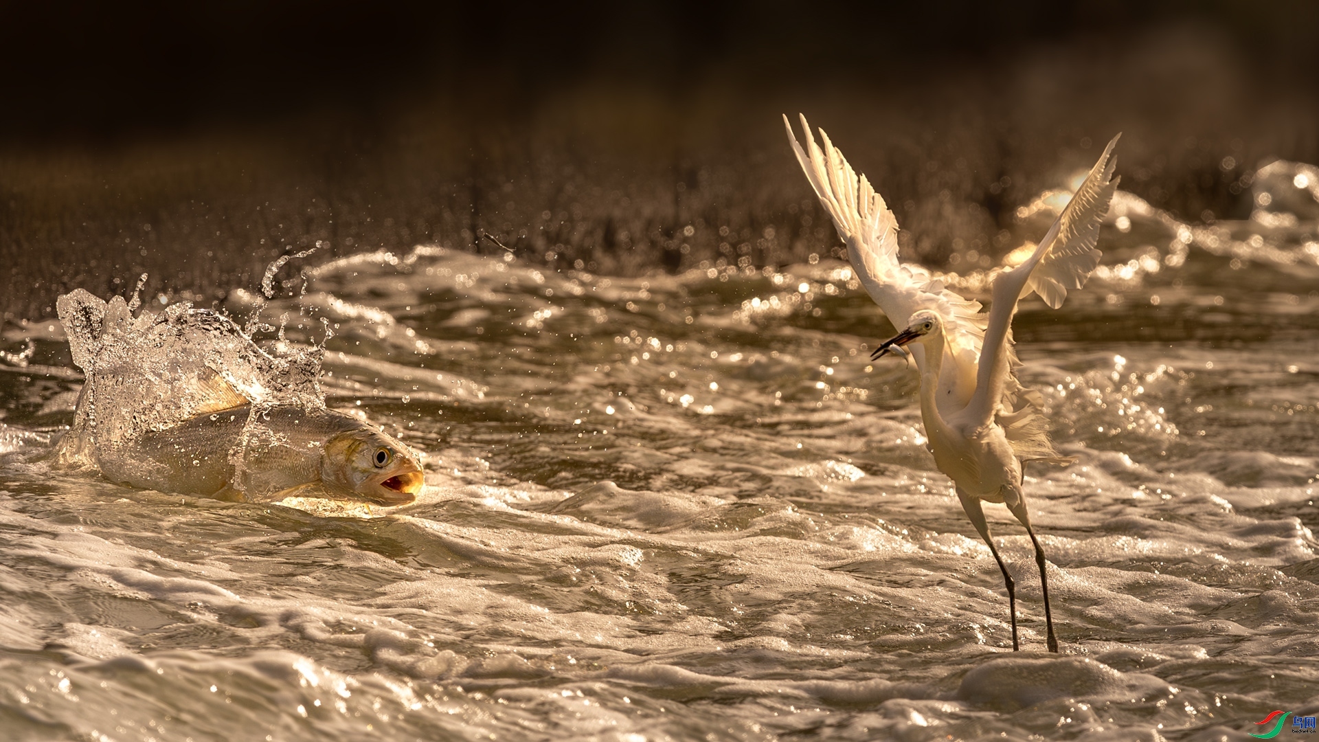 8.3 ����ī��ʦ��Ʒ  �е�Զ��  �ٻ�2024��8��3��������ҳ����.jpg