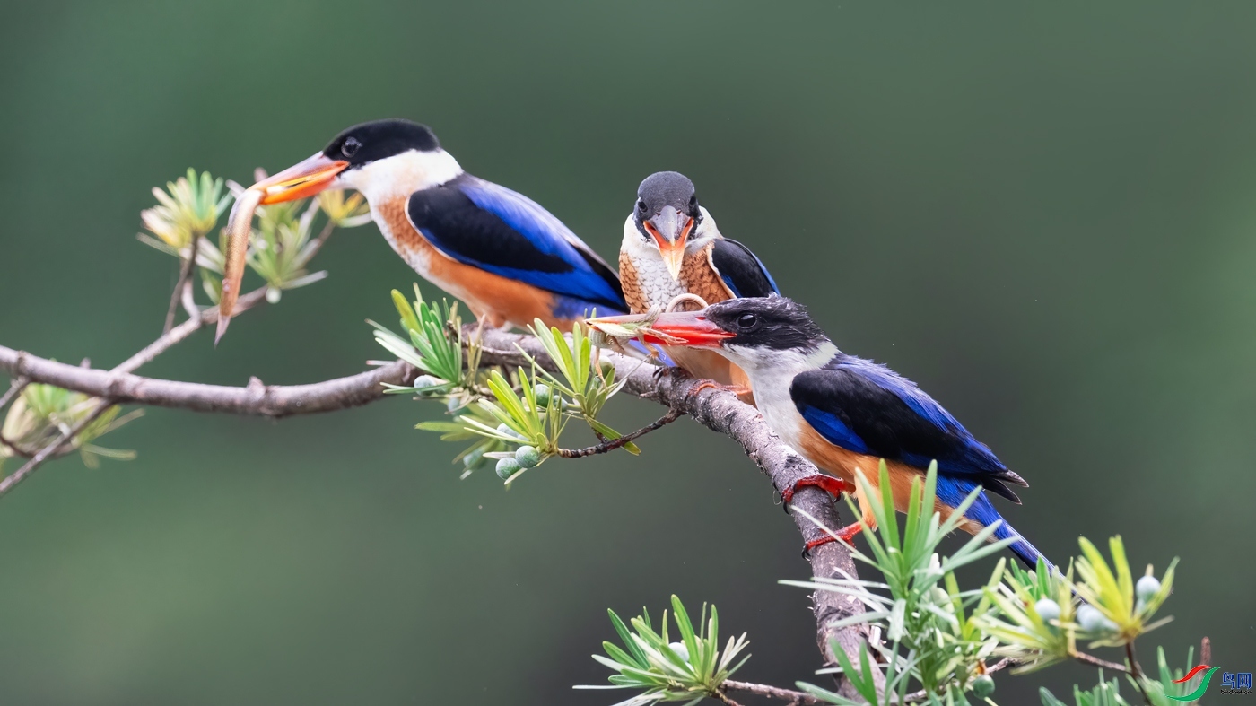 8.3 ��������ʦ��Ʒ  ���޲���  �ٻ�2024��8��3��������ҳ����.jpg