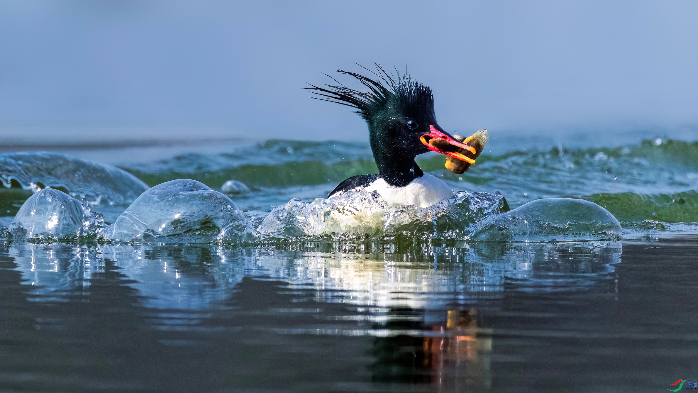 8.3  Hsia��ʦ��Ʒ  �沨����  �ٻ�2024��8��3�հ�����ҳ����.jpg