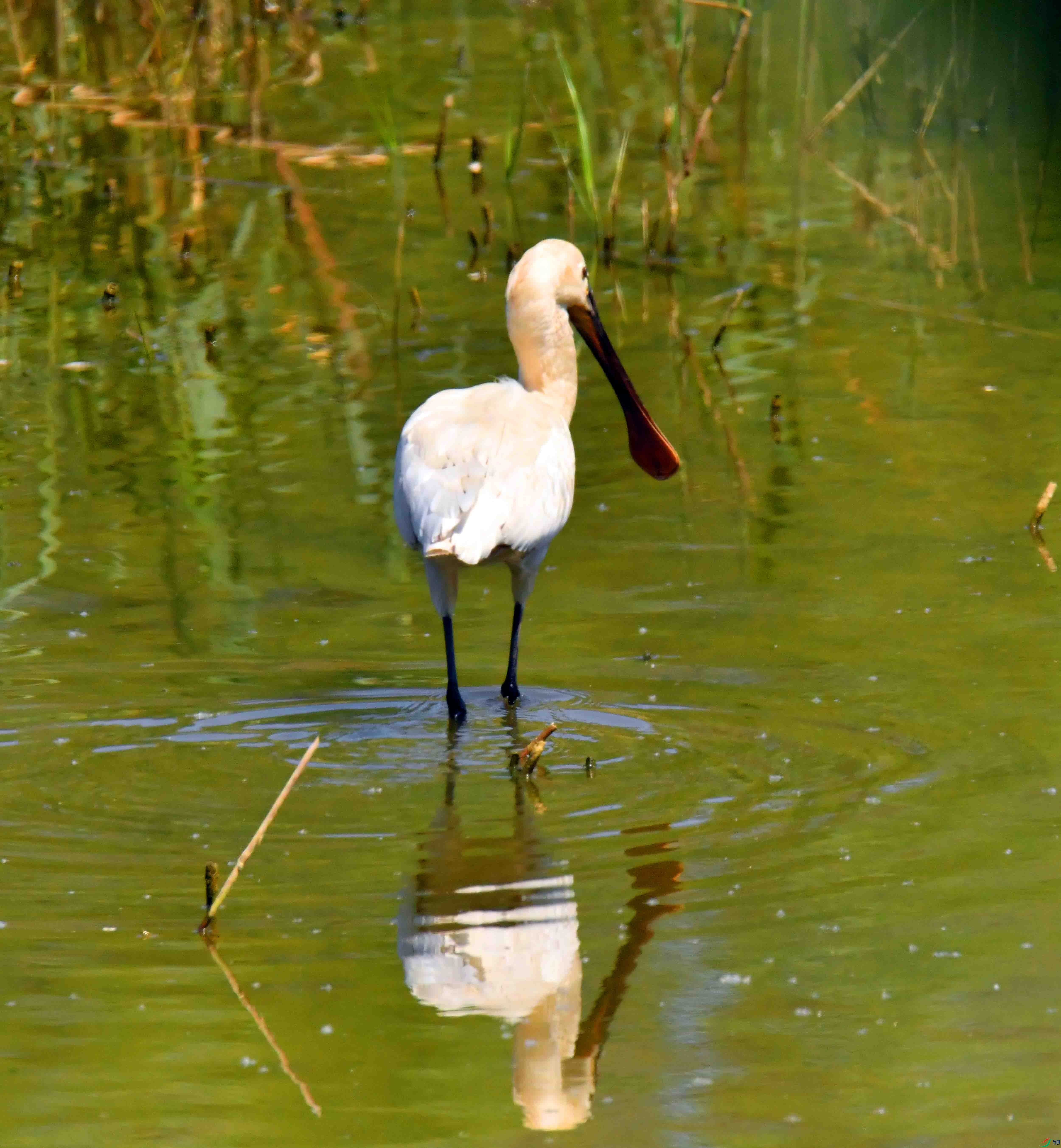 DSC_0175.JPG