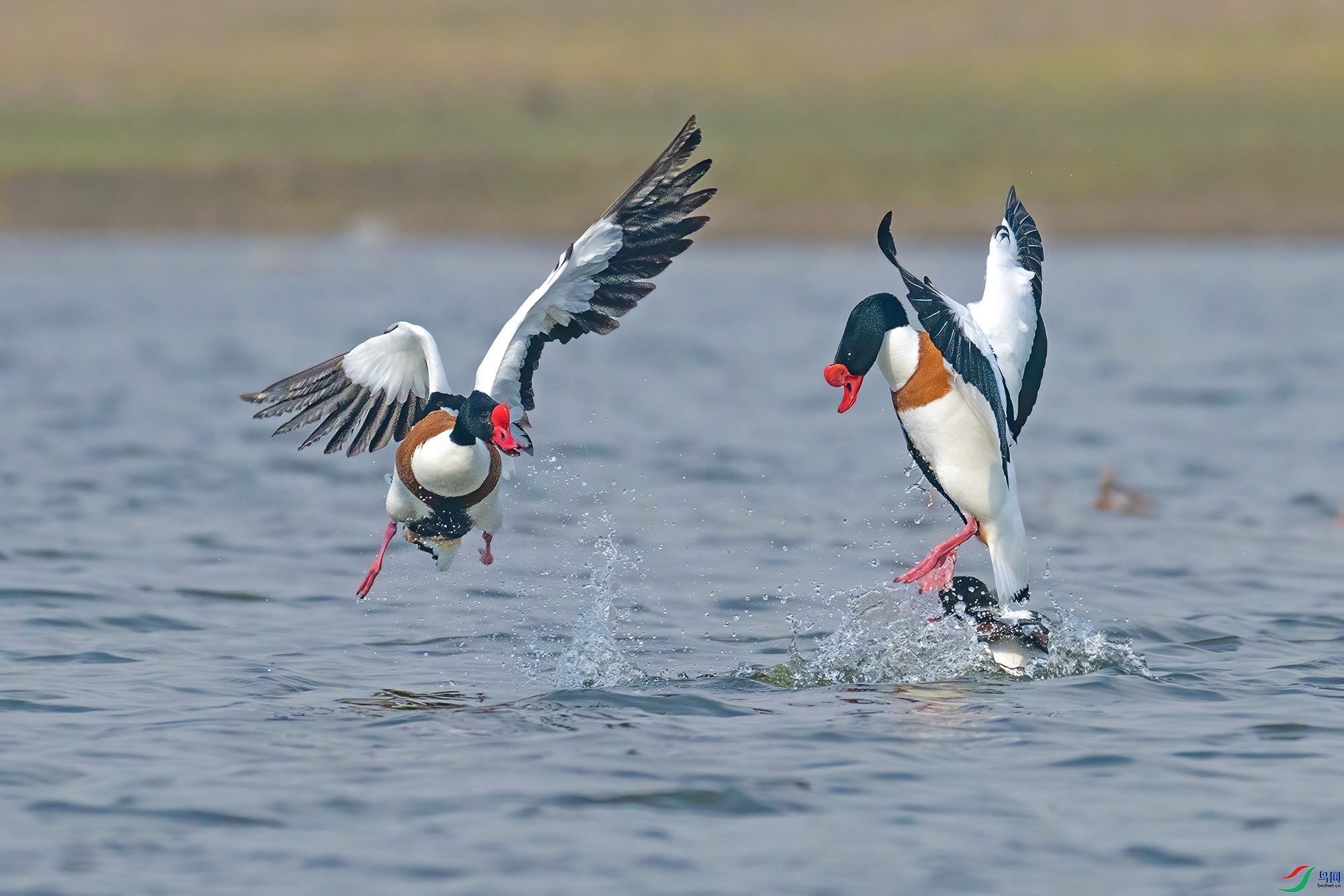 DSC_9758 V.jpg