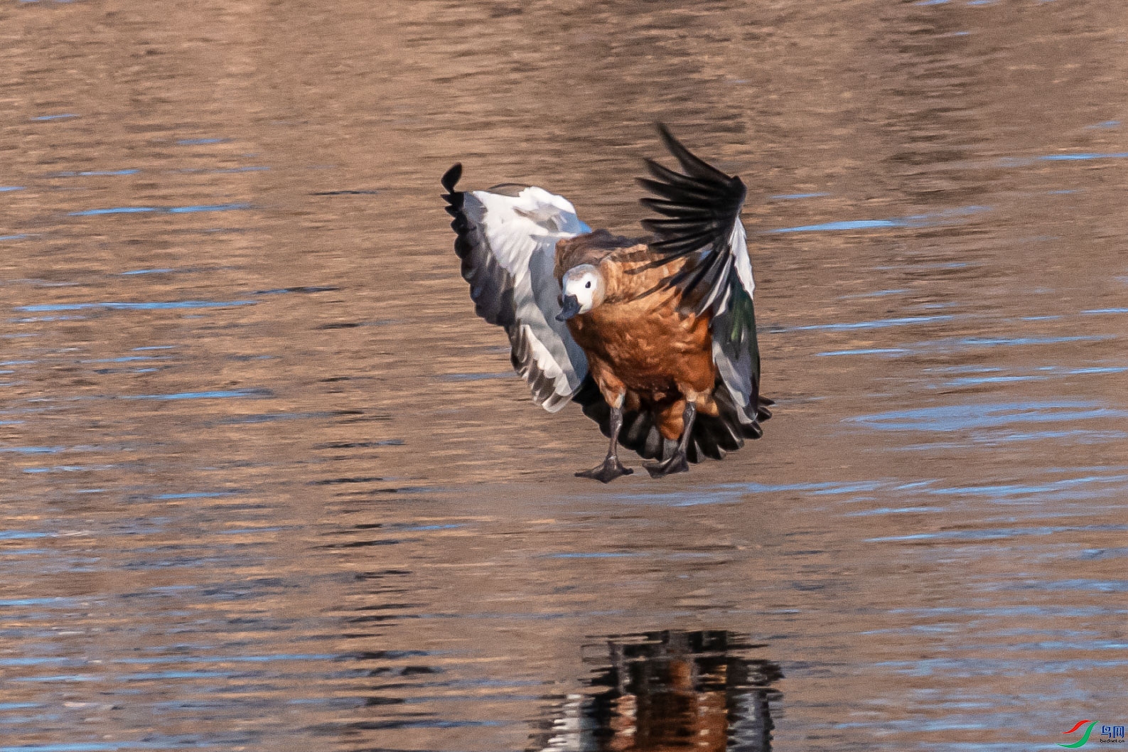 DSC_7771_1.jpg
