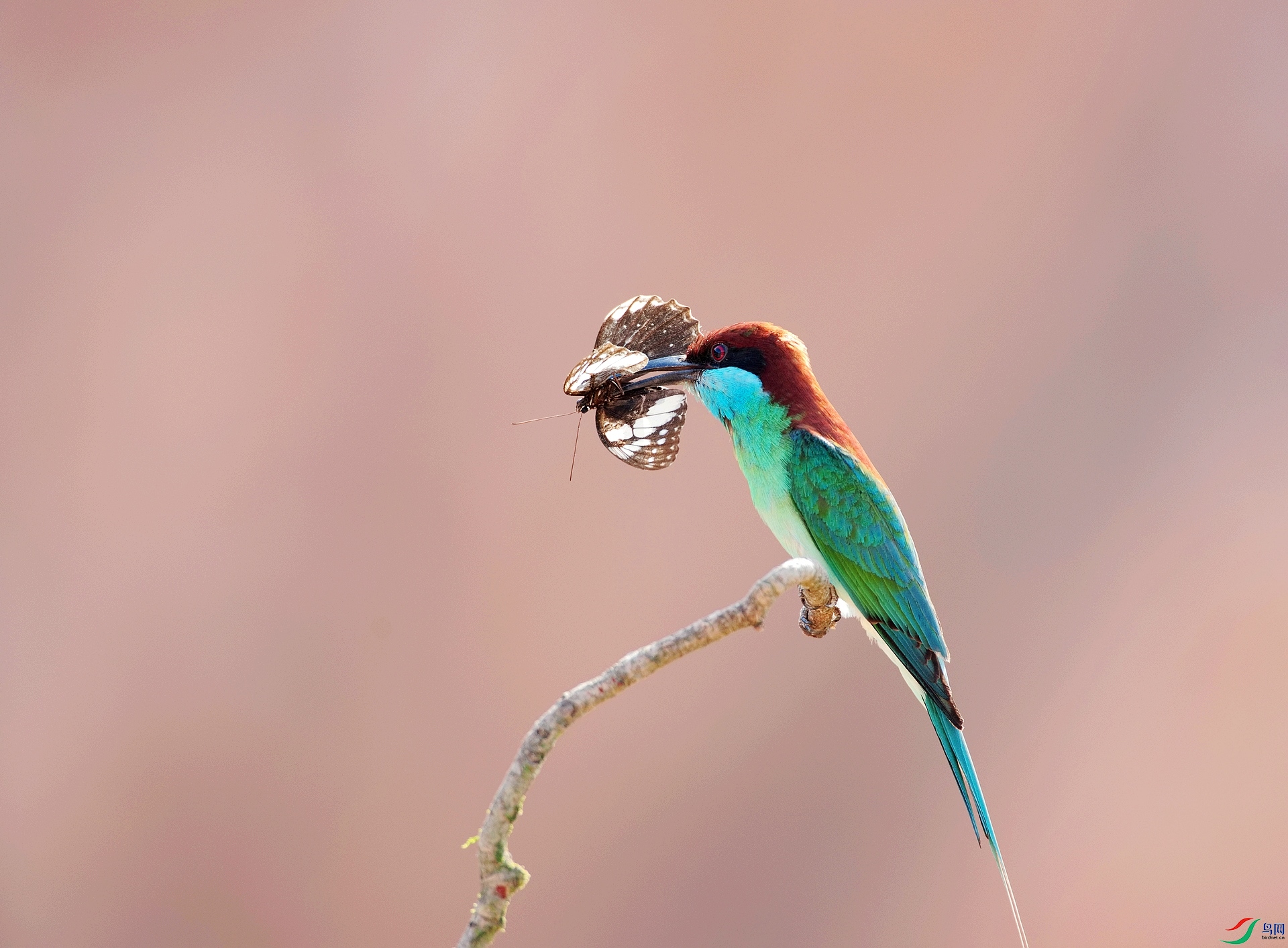 D8I_8106.jpg