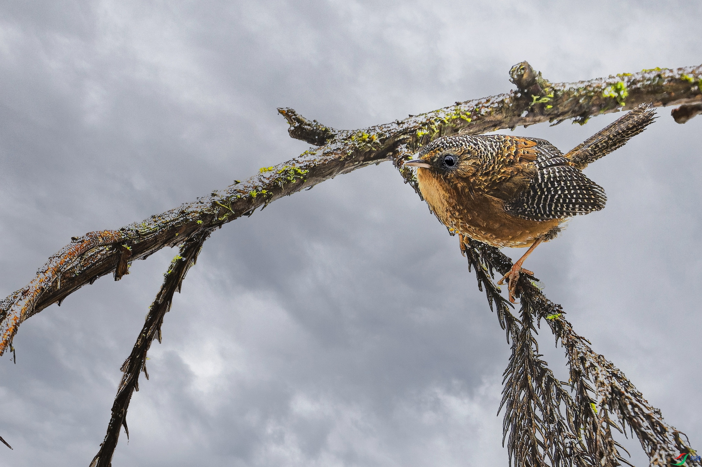 �߳����� -2.jpg