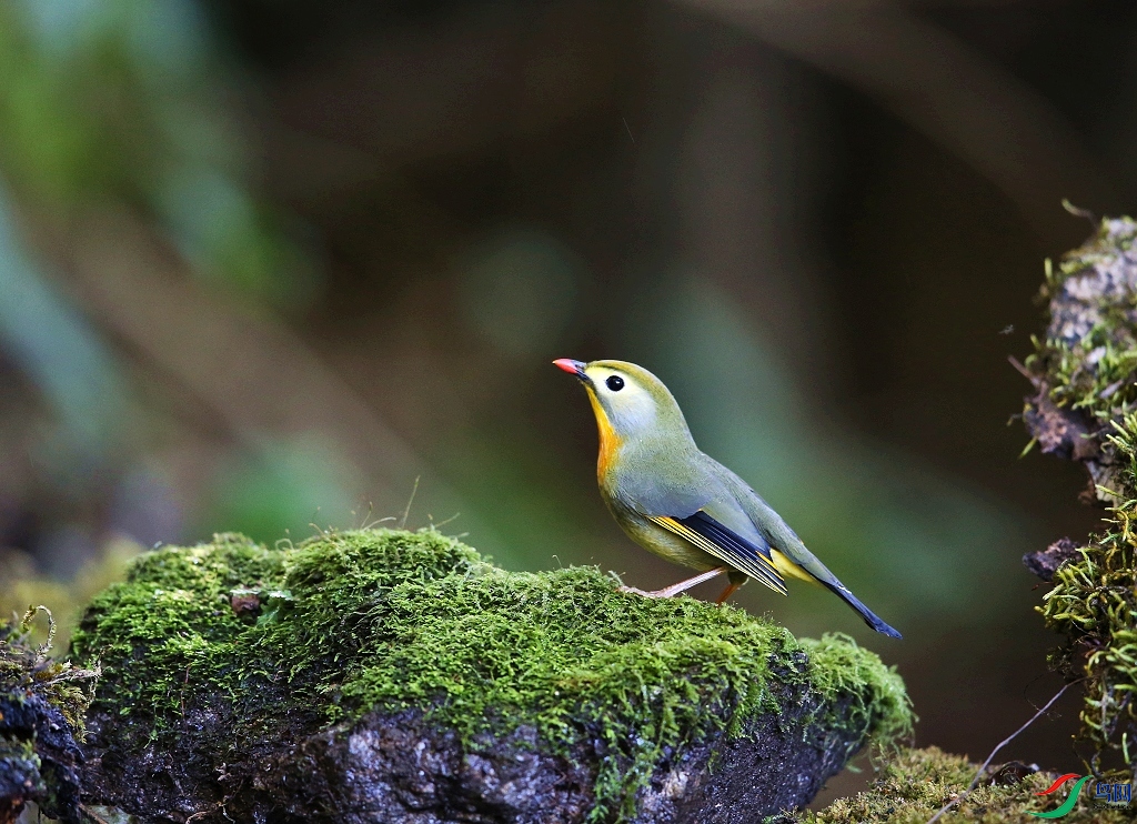 ���� IMGL1534������˼��-1.JPG