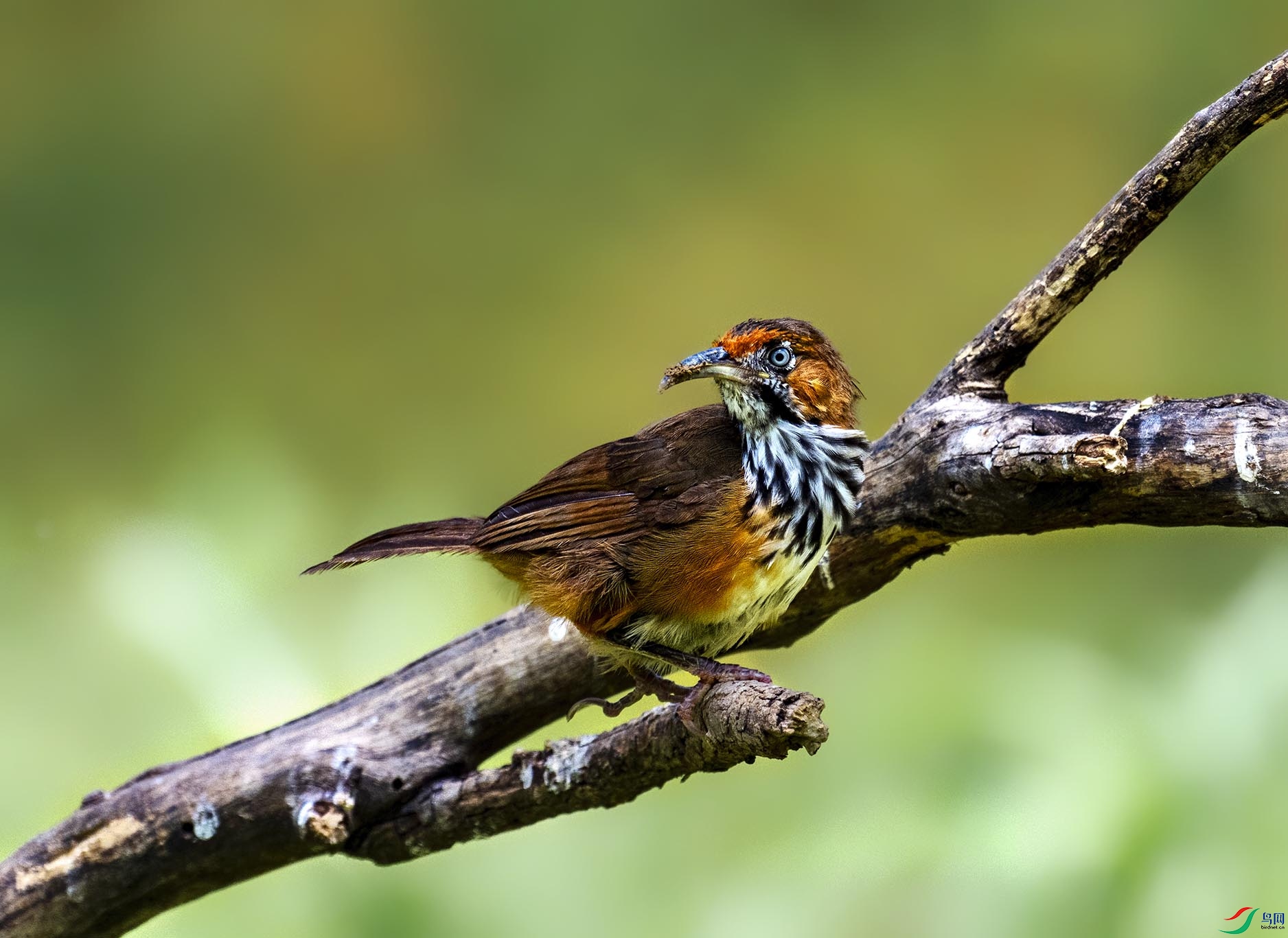 ���ع�����