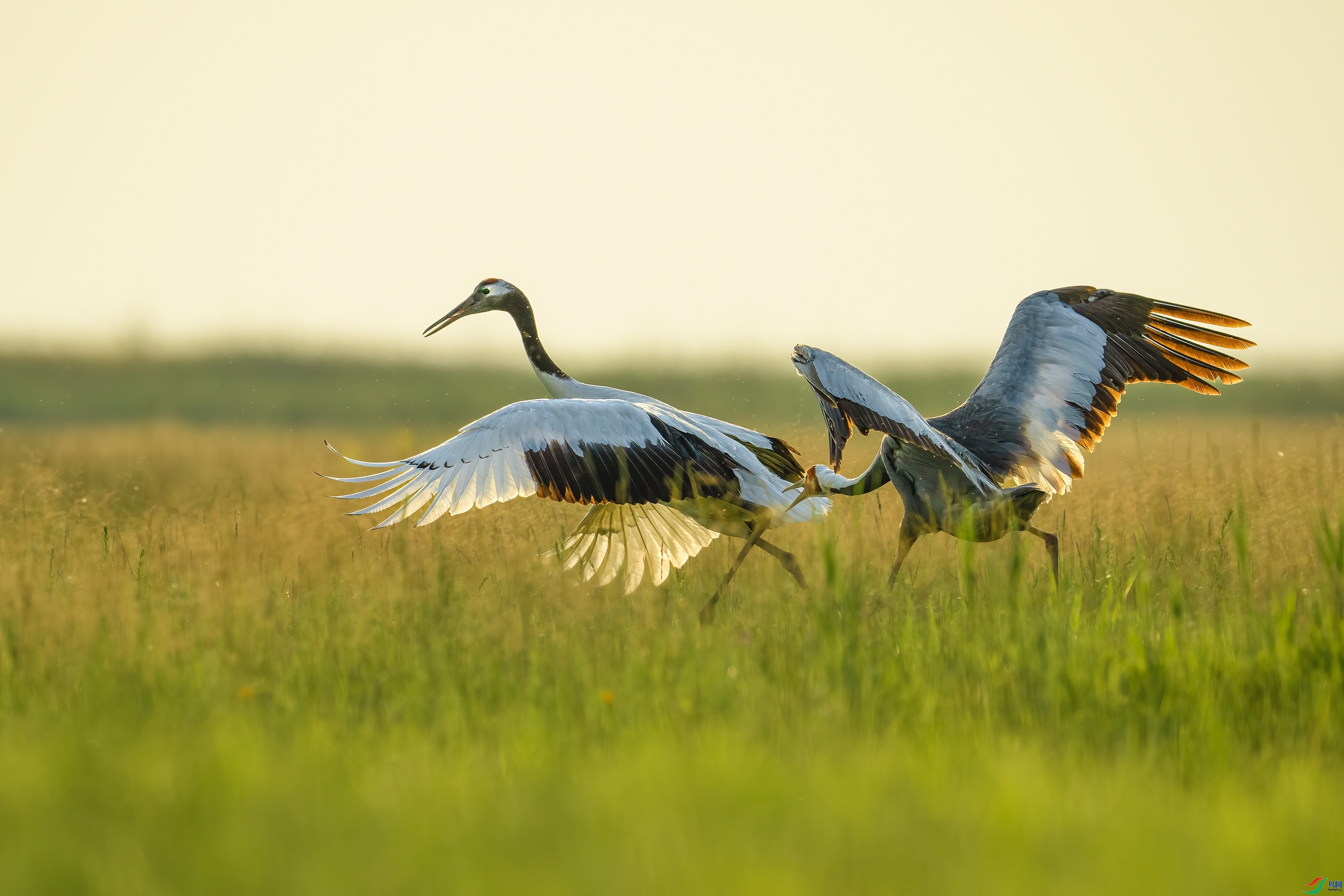 7.9����·��ʦ��Ʒ   ͵Ϯ ��ף���ٻ����������.jpg