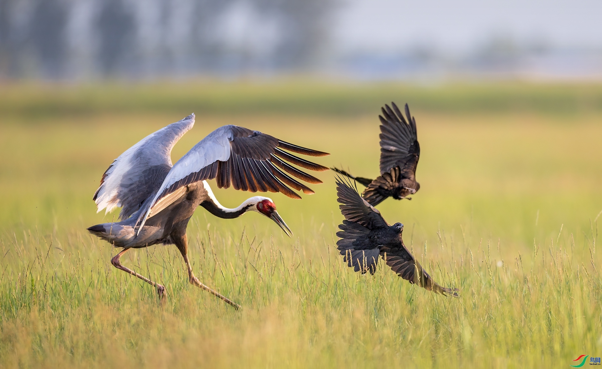 7.12����̰����ʦ��Ʒ   ˭Ϊ��������ף���ٻ��Ա������.jpg