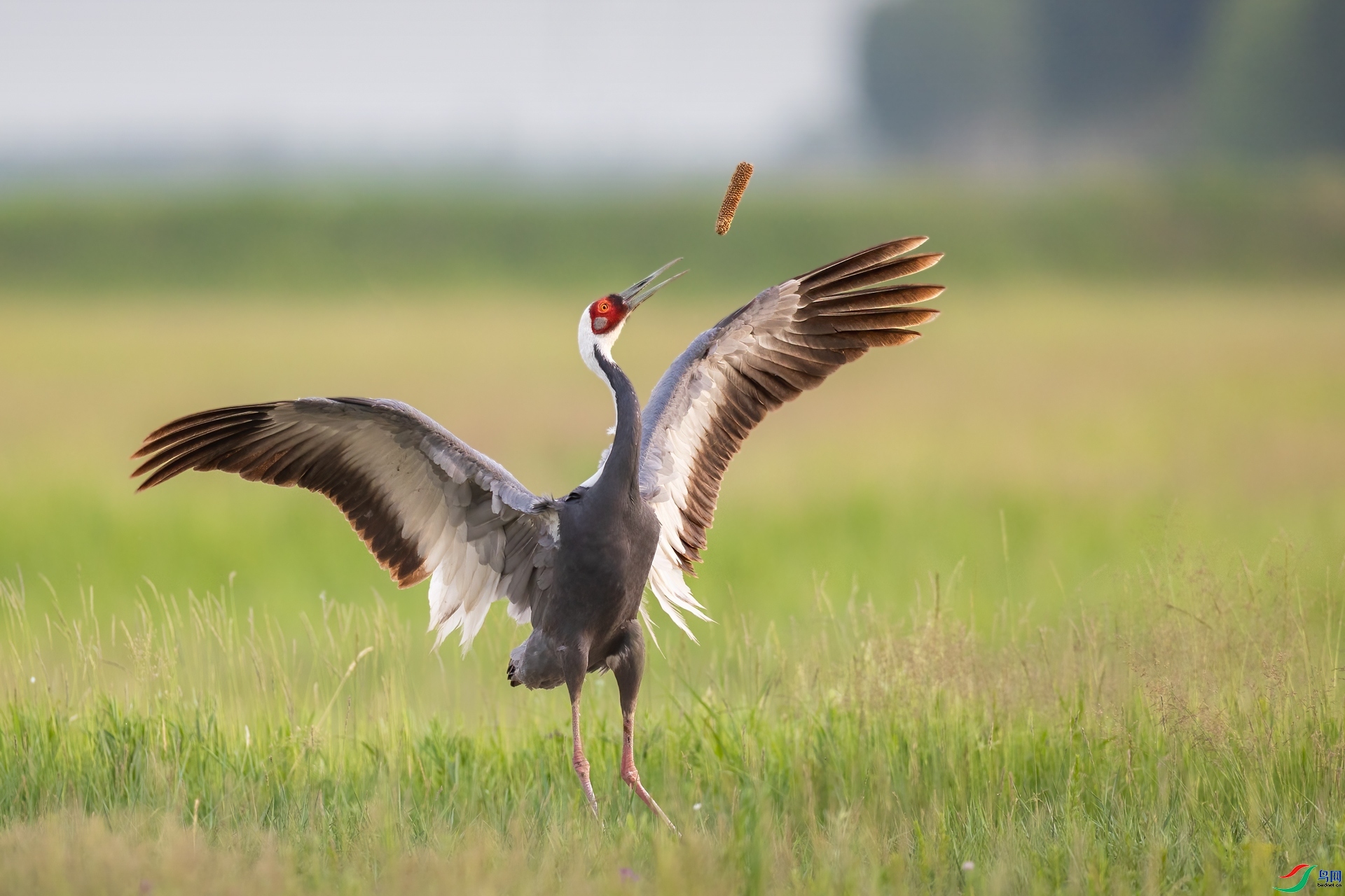 7.17����̰����ʦ��Ʒ   �����׵������ ��ף���ٻ�ÿ��һͼ��.jpg