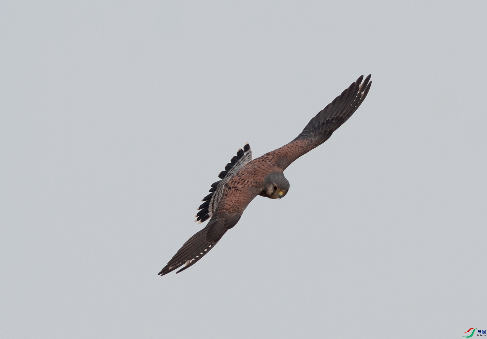 GSF_2889a.jpg