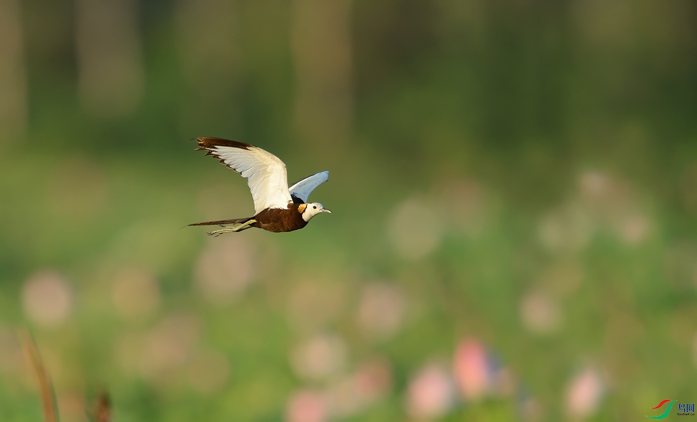 DSC_9403_����2.jpg
