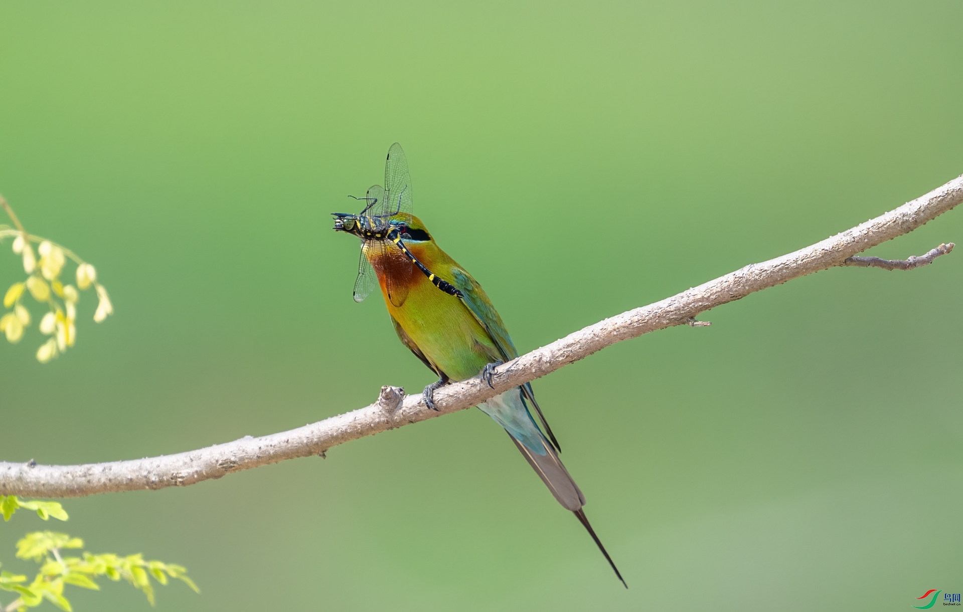 DSC_8503-1.jpg