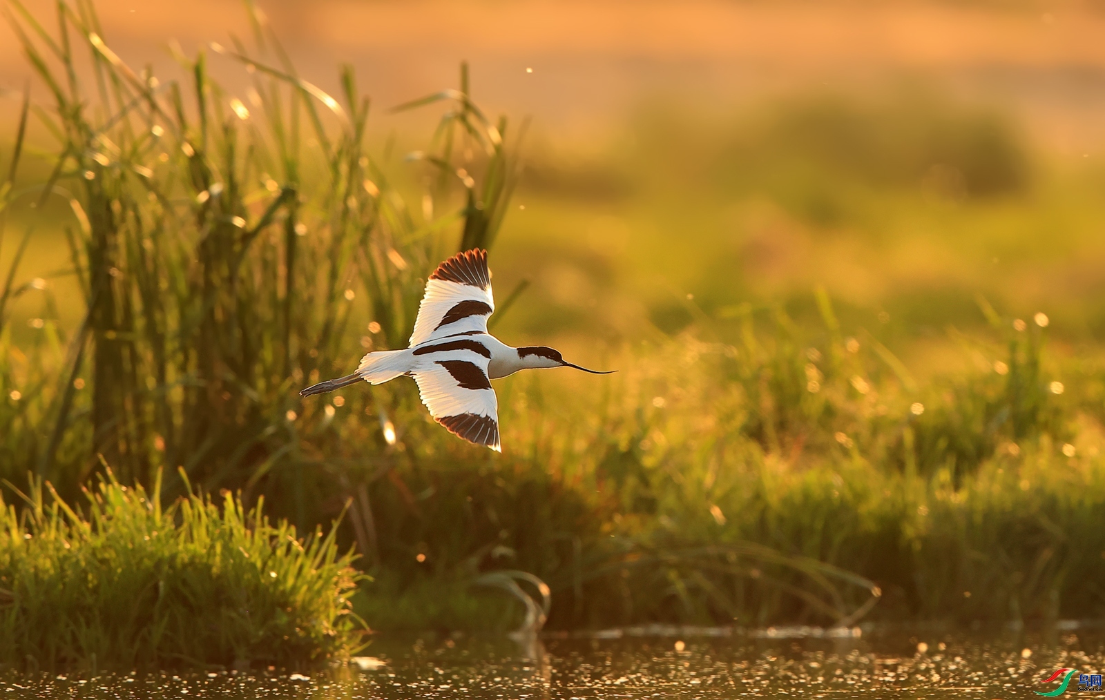 ÿ��һͼ  �ɹ�  ���� ��Ұ ����.jpg