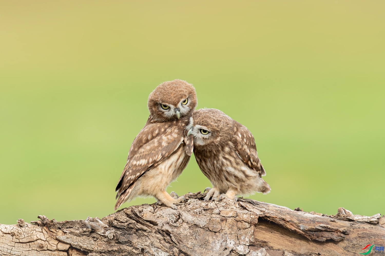 ��ҧ�ң������ˡ� ���� 0459���� ��һ.jpg