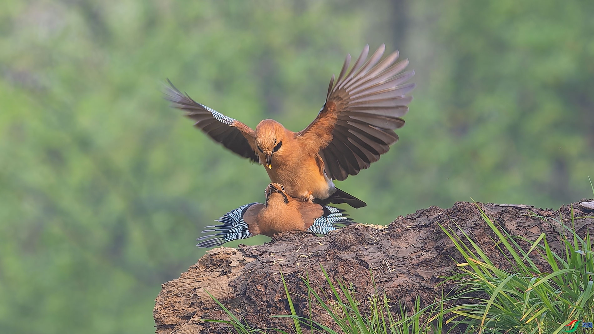 ��ȡ  ���� ɽɽɽ ����.jpg