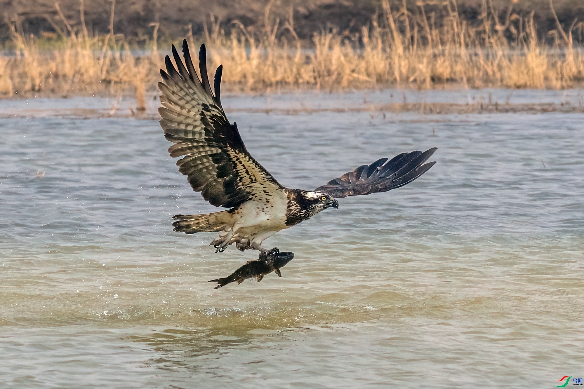 �������  ���� 0451x  ����.jpg