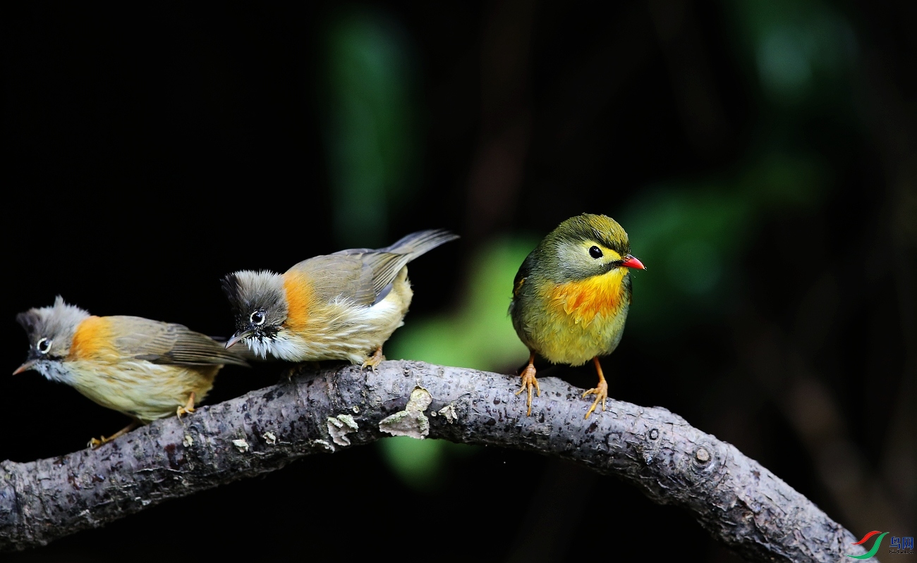 ����-1 IMGL8871.JPG