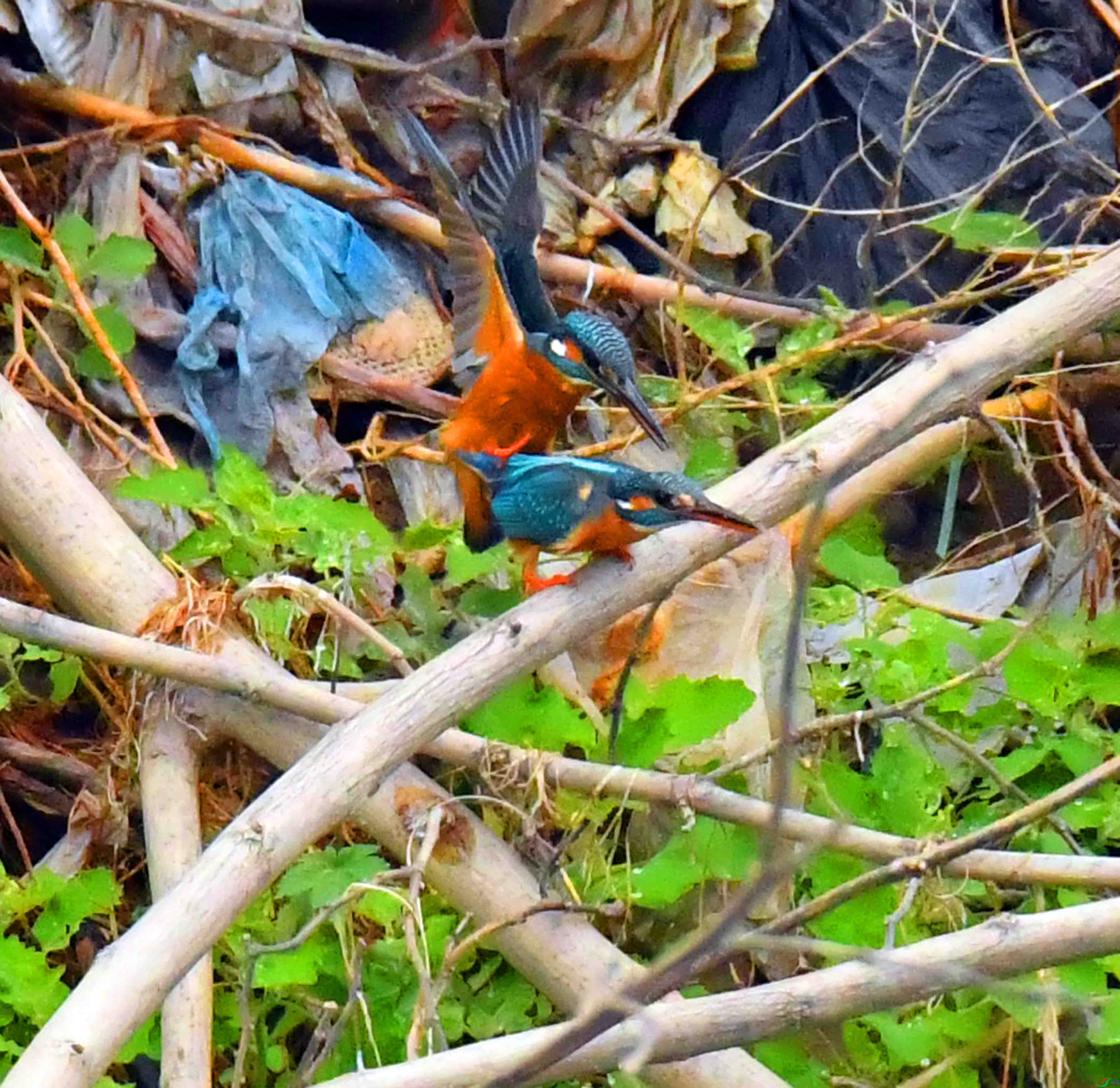 DSC_1624.JPG