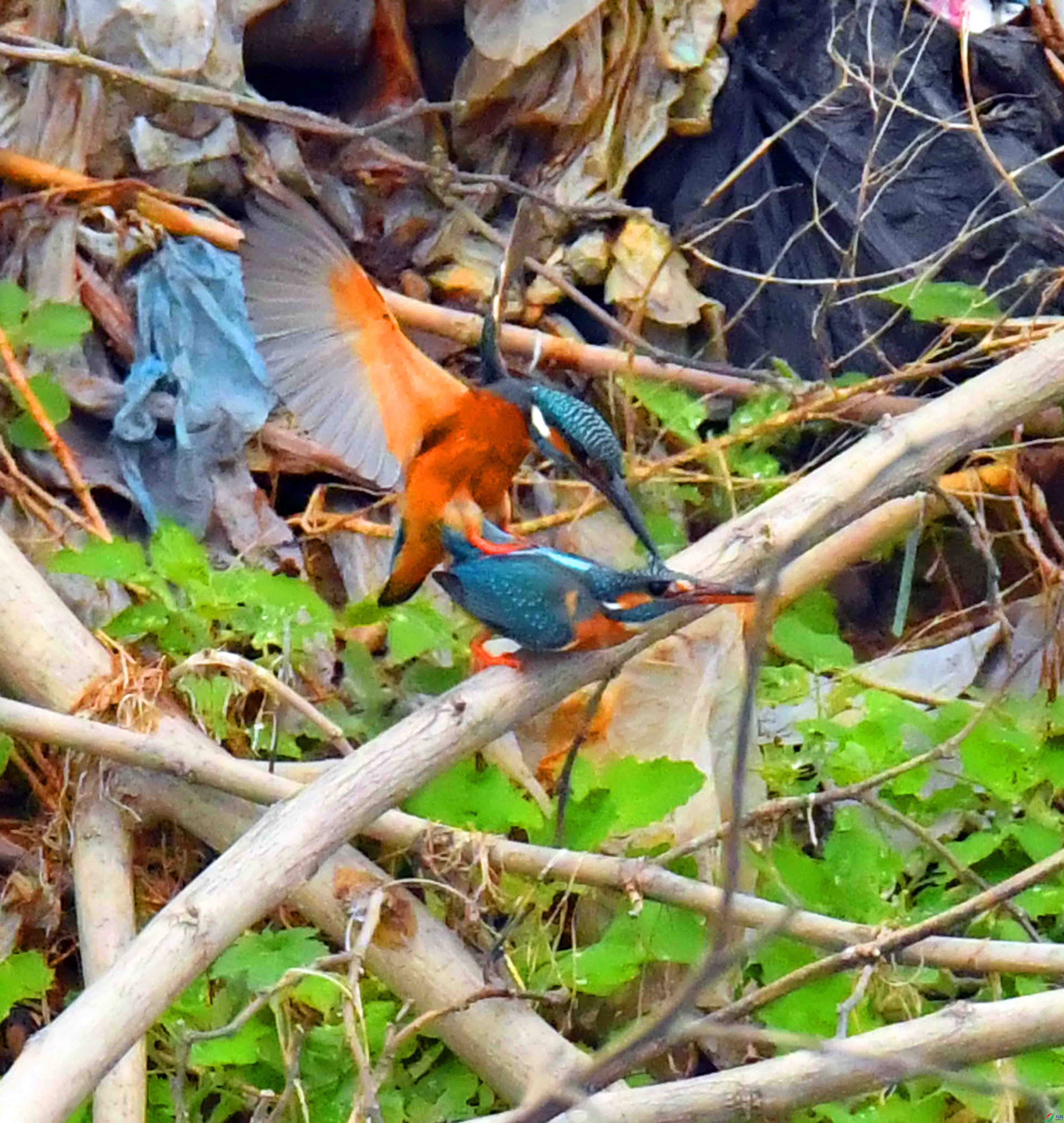 DSC_1642.JPG