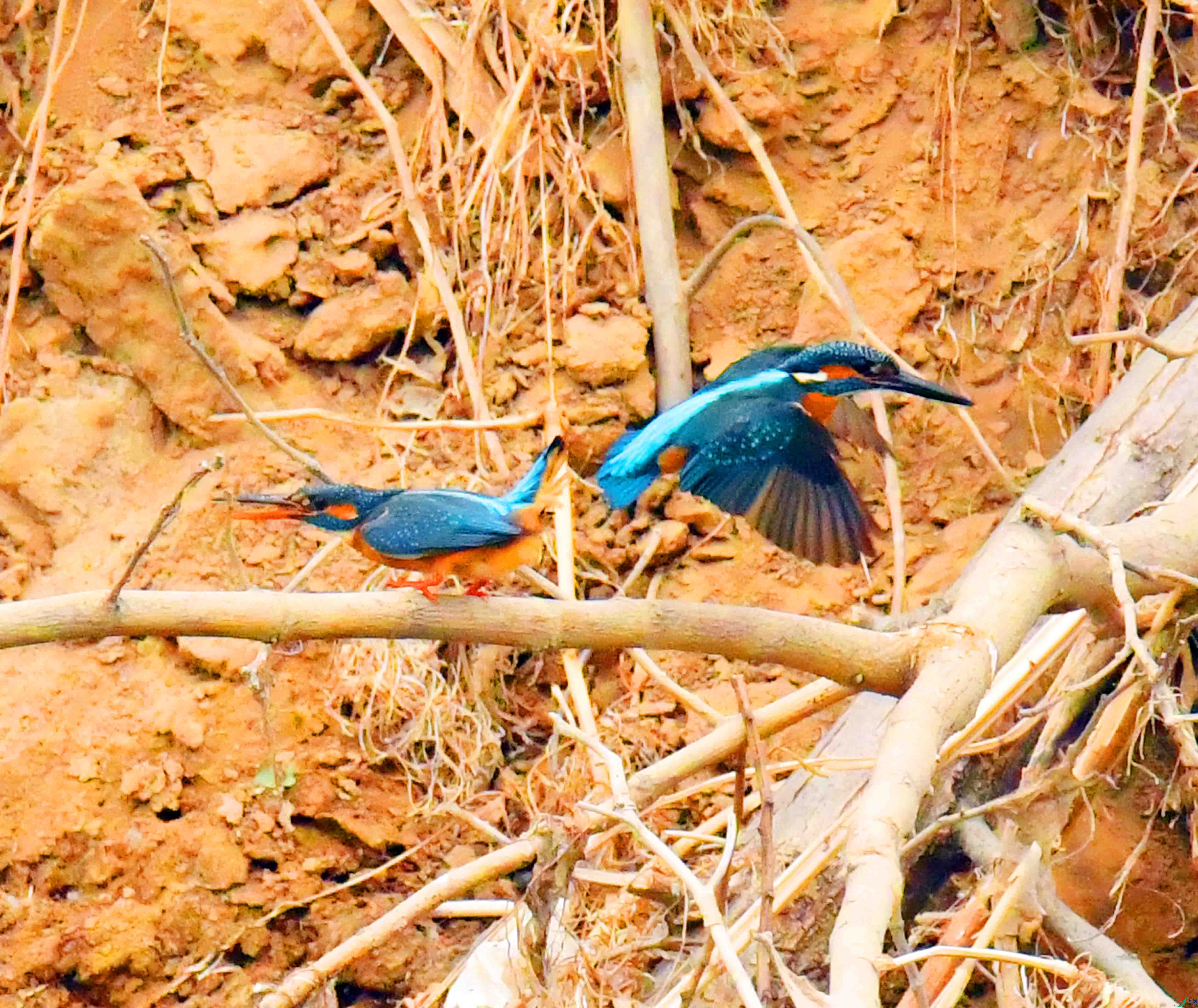 DSC_9620.JPG
