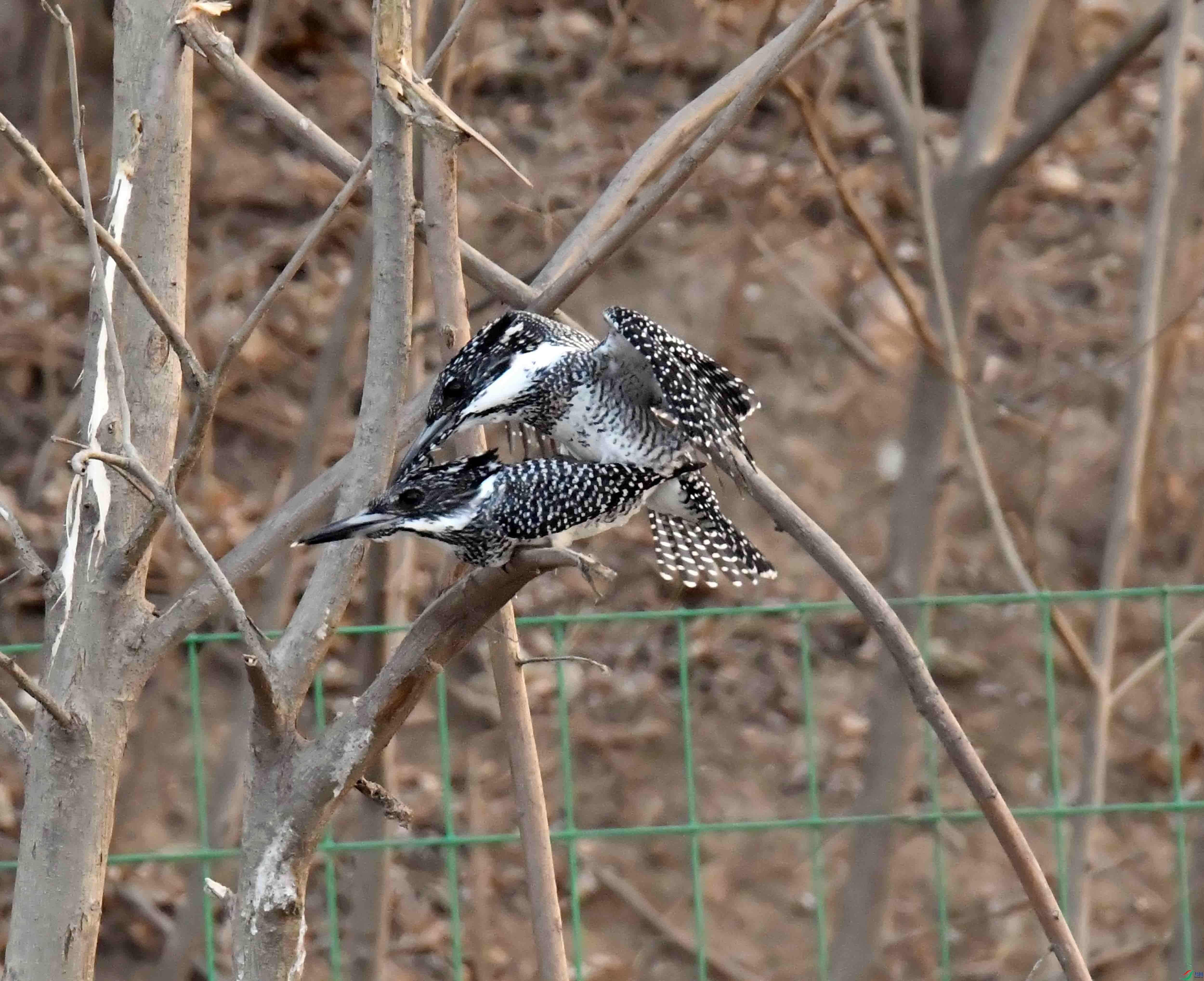 DSC_3890.JPG