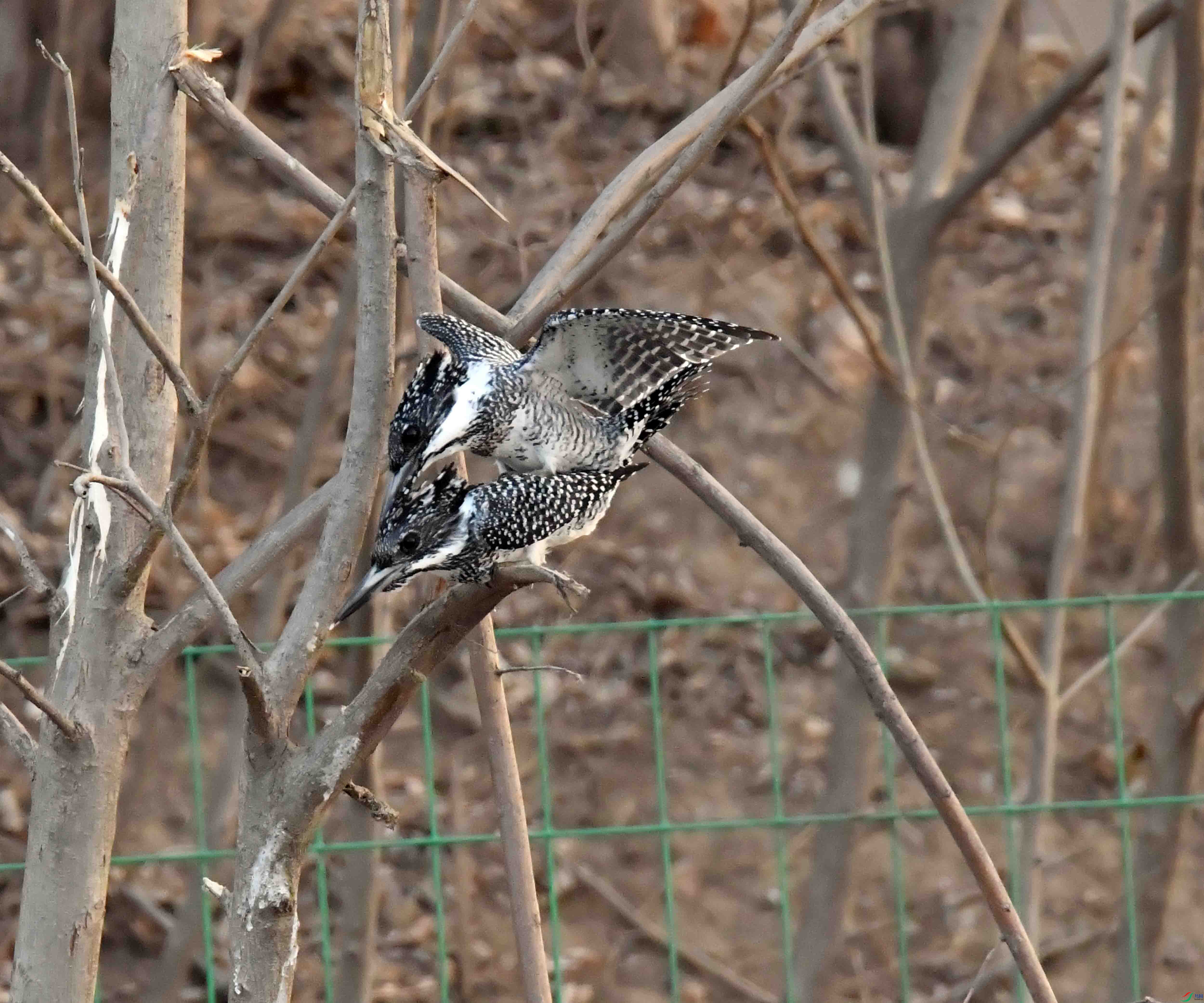 DSC_3878.JPG