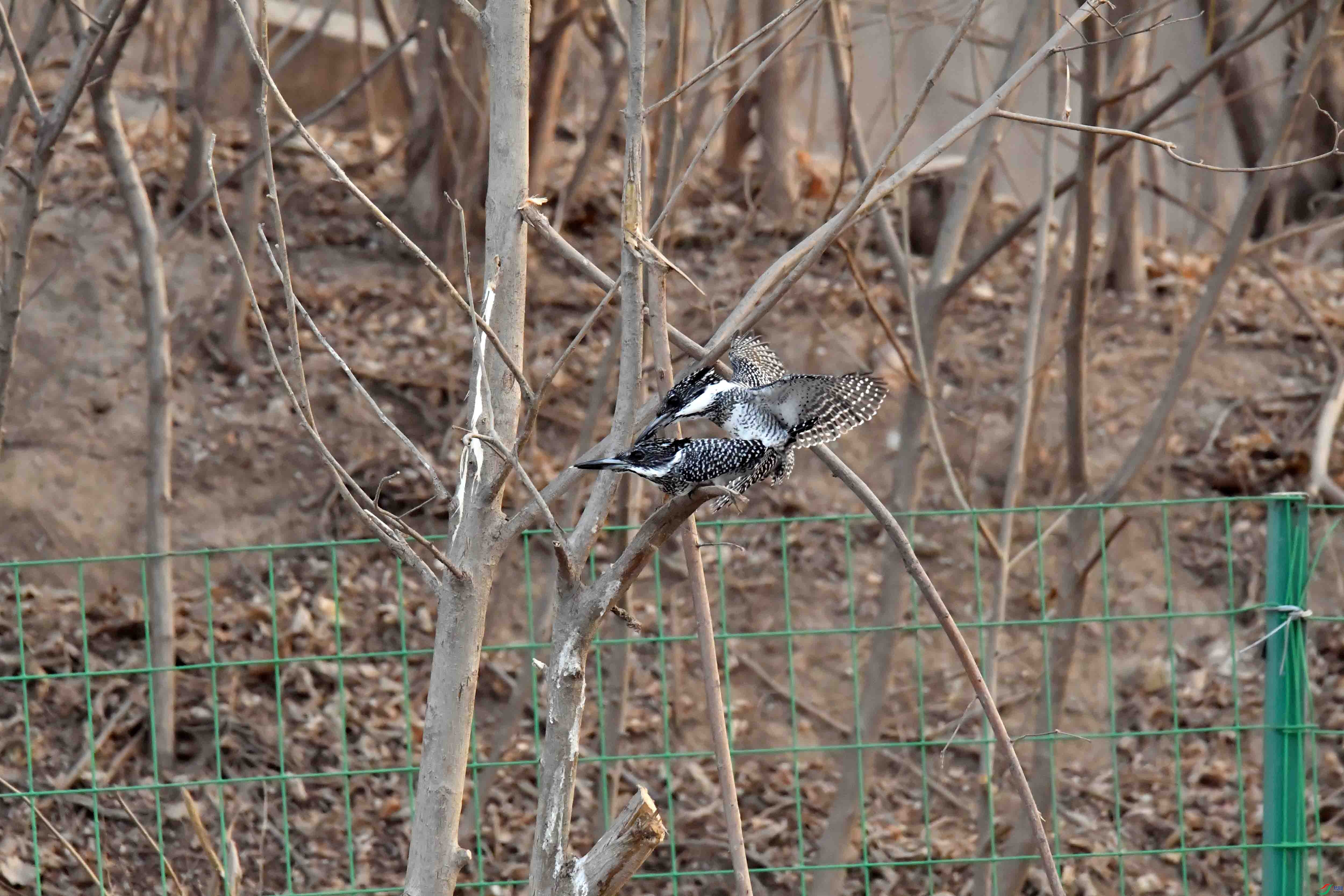 DSC_3902.JPG
