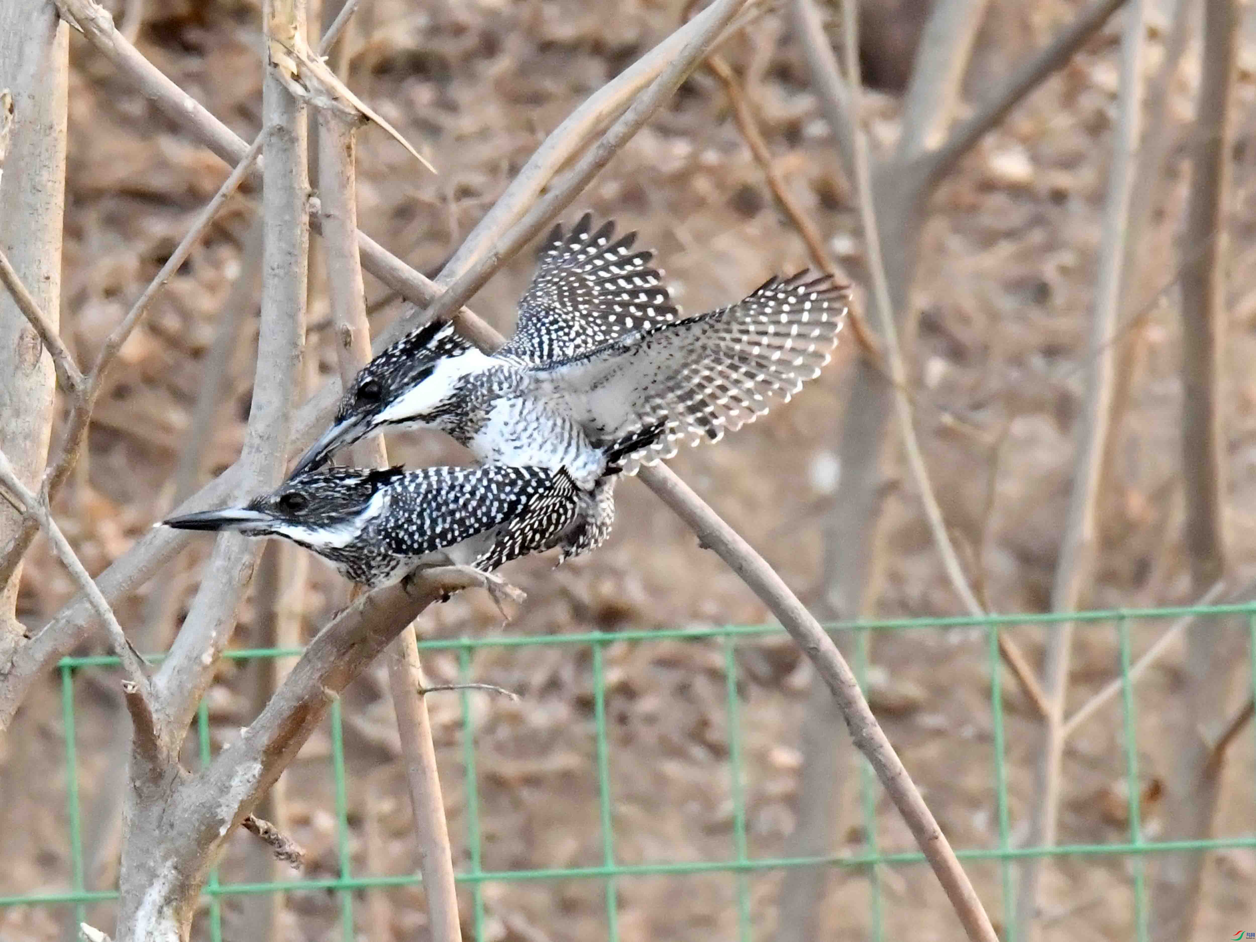 DSC_3903.JPG