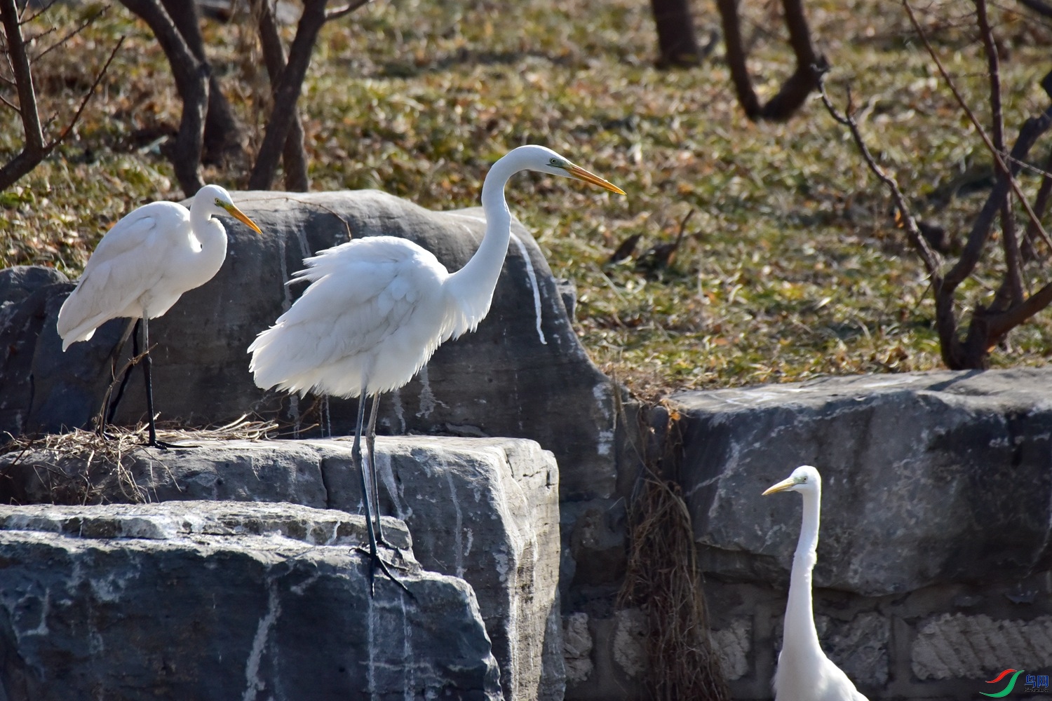 DSC_5964.JPG