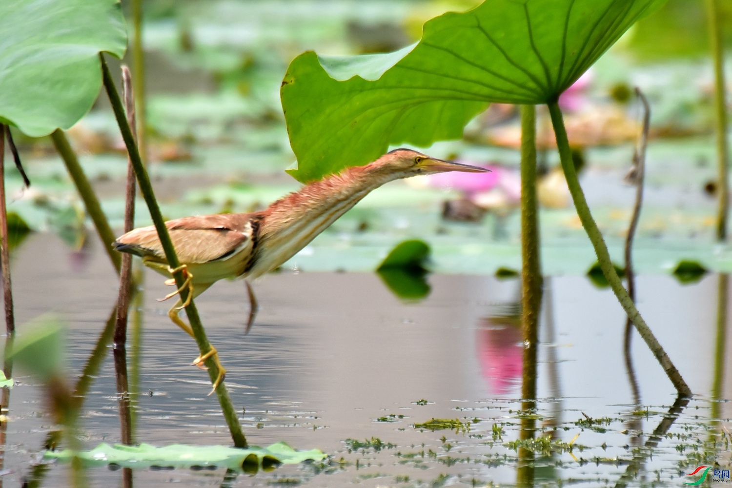 DSC_7755.JPG