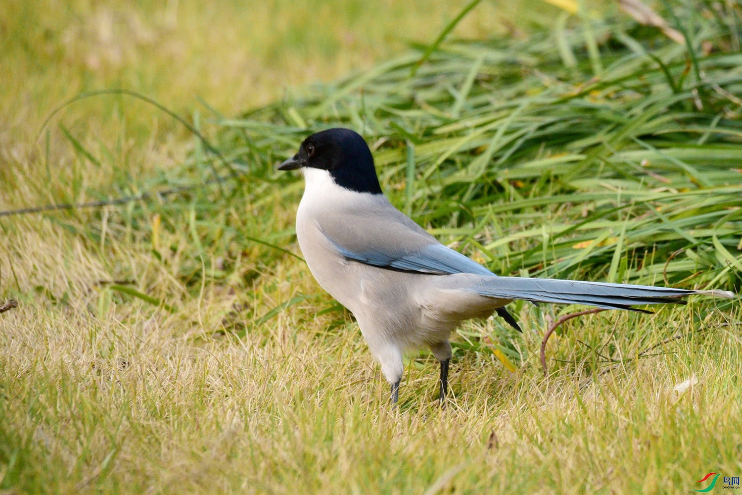 DSC_6672.JPG