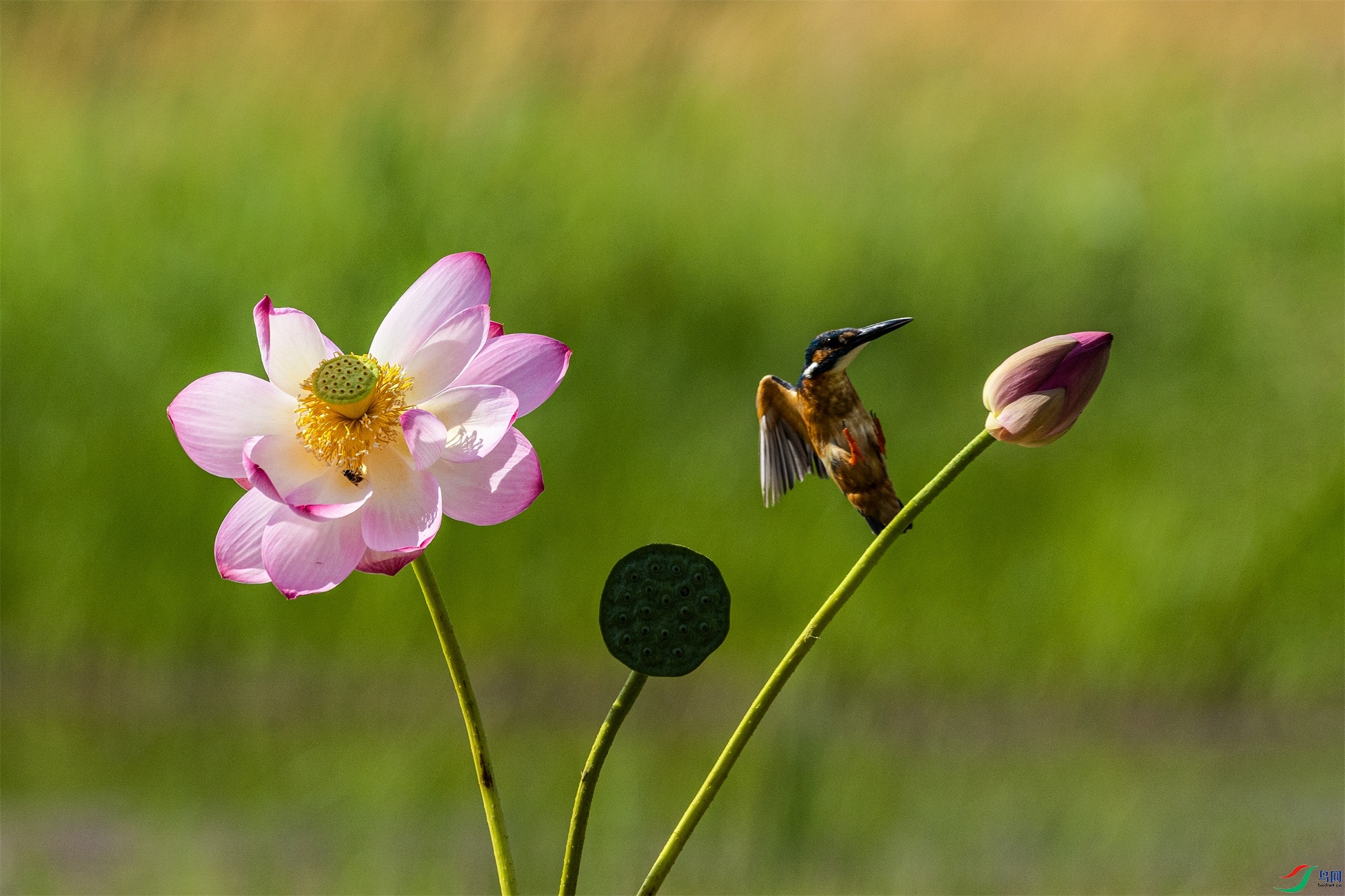 1K3A1754 ����1.jpg