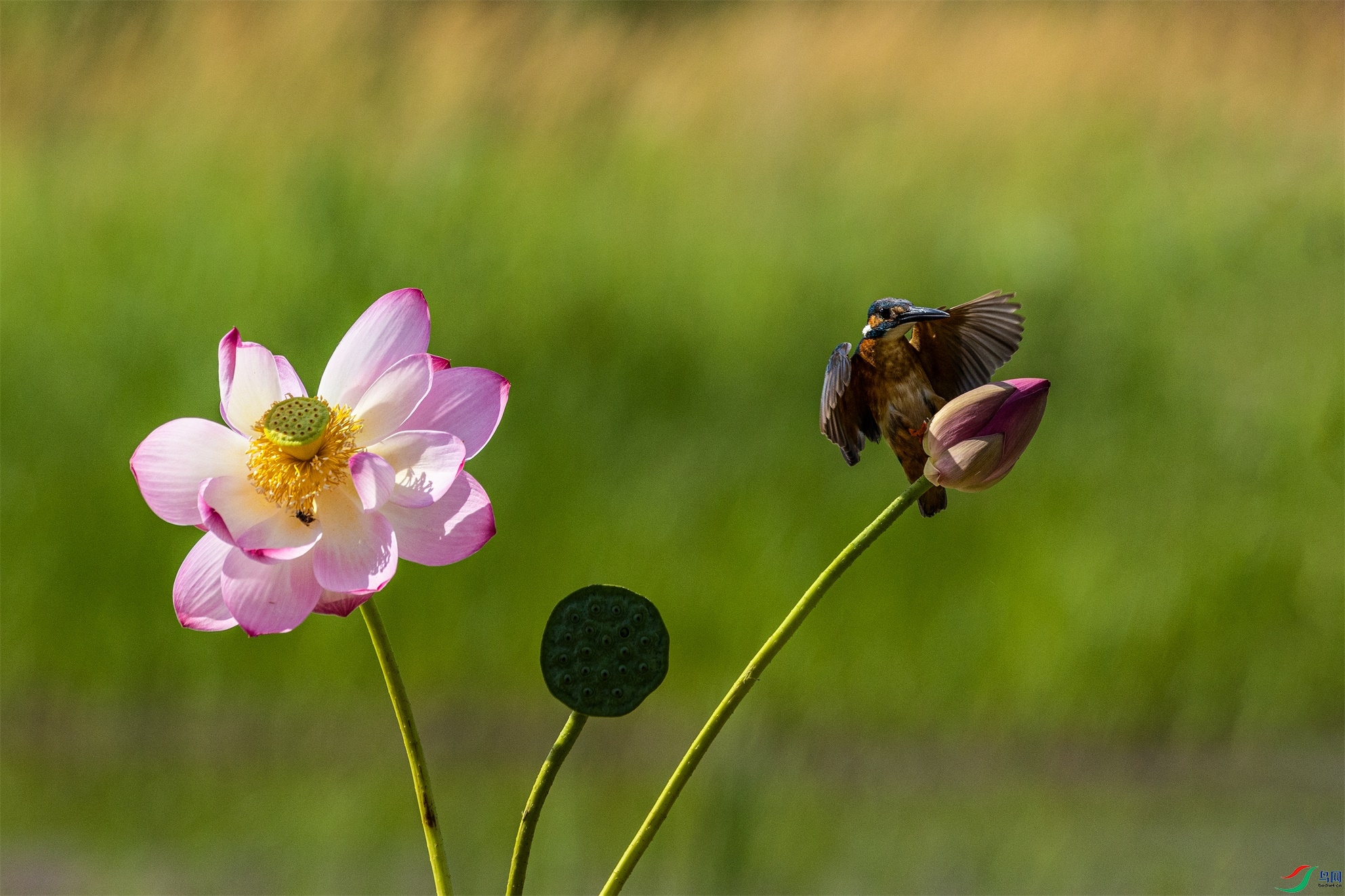 1K3A1756 ����1.jpg