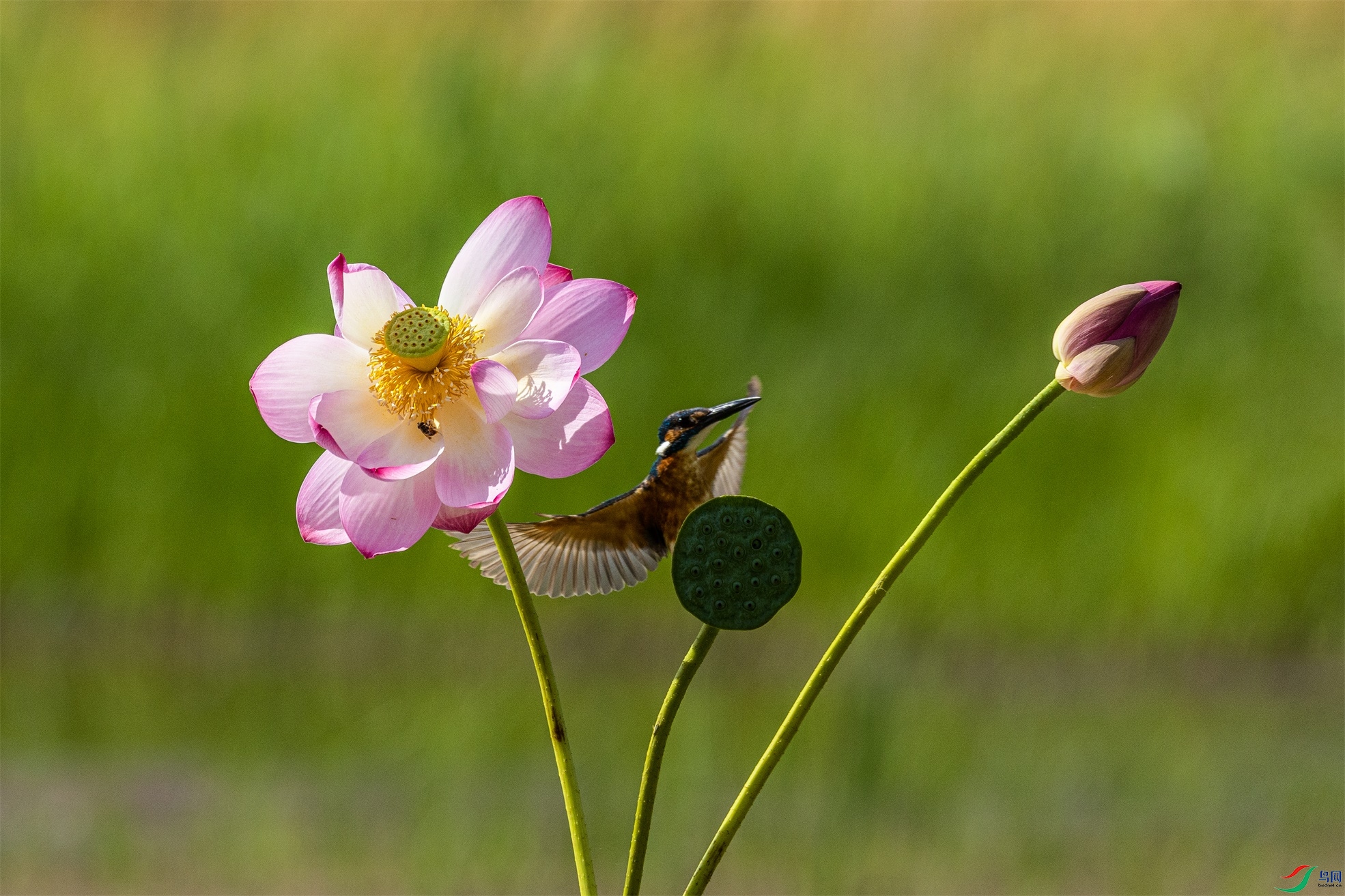 1K3A1752 ����1.jpg