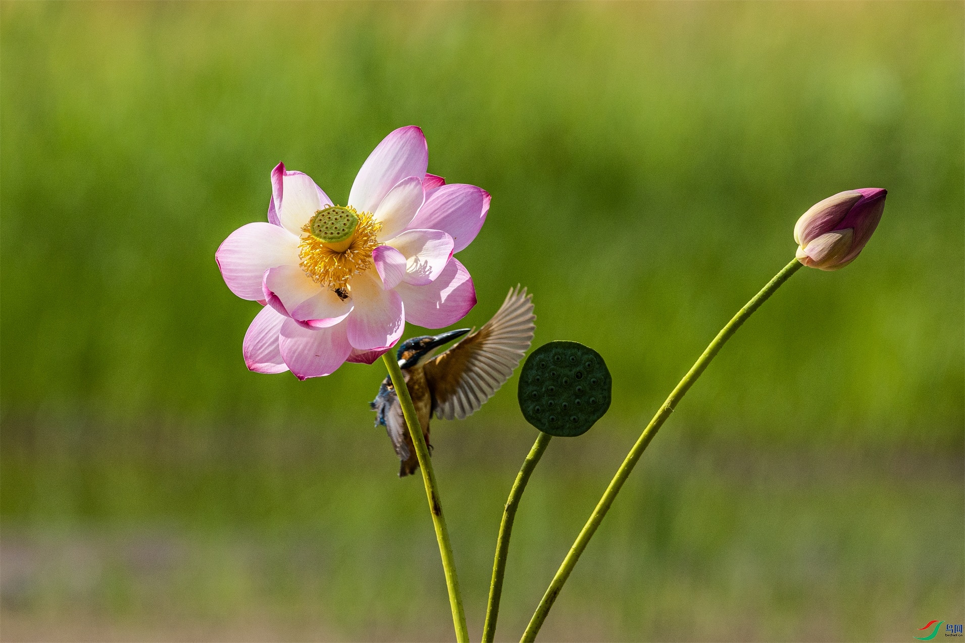 1K3A1751 ����1.jpg