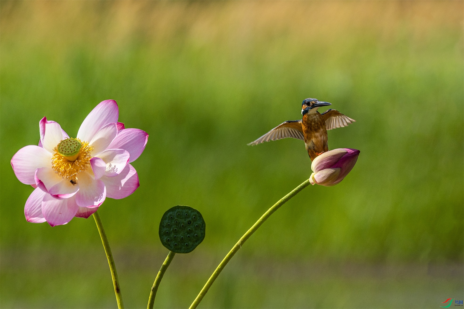 1K3A1758 ����1.jpg