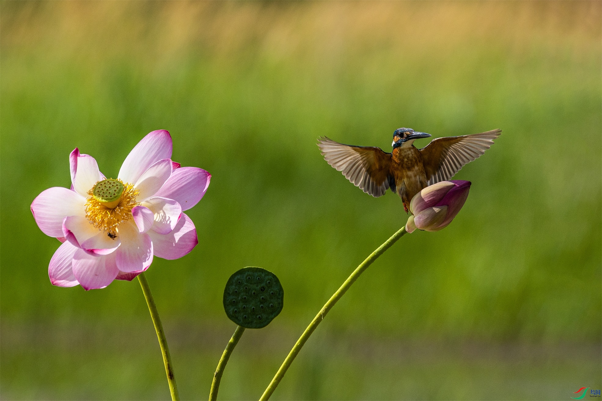 1K3A1757 ����1.jpg