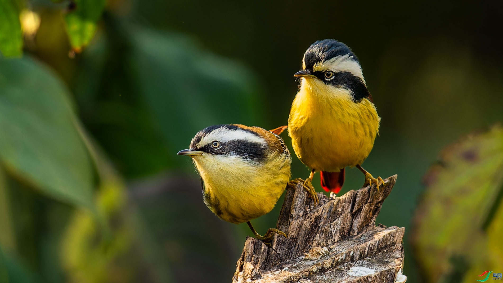 ����С����  ���� ɽɽɽ ����.jpg